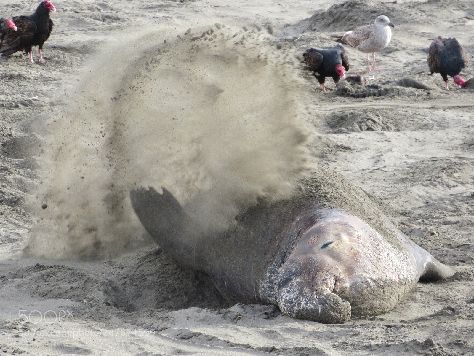 Canon PowerShot SX720 HS sample photo. Sand thrower photography