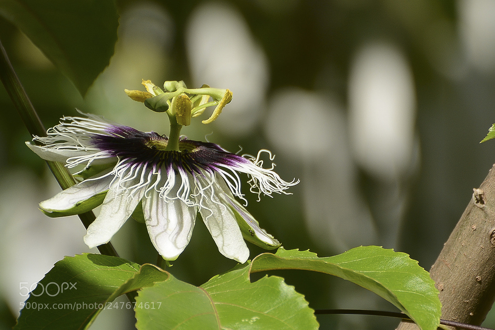 Nikon D7100 sample photo. Em um pequeno jardim photography