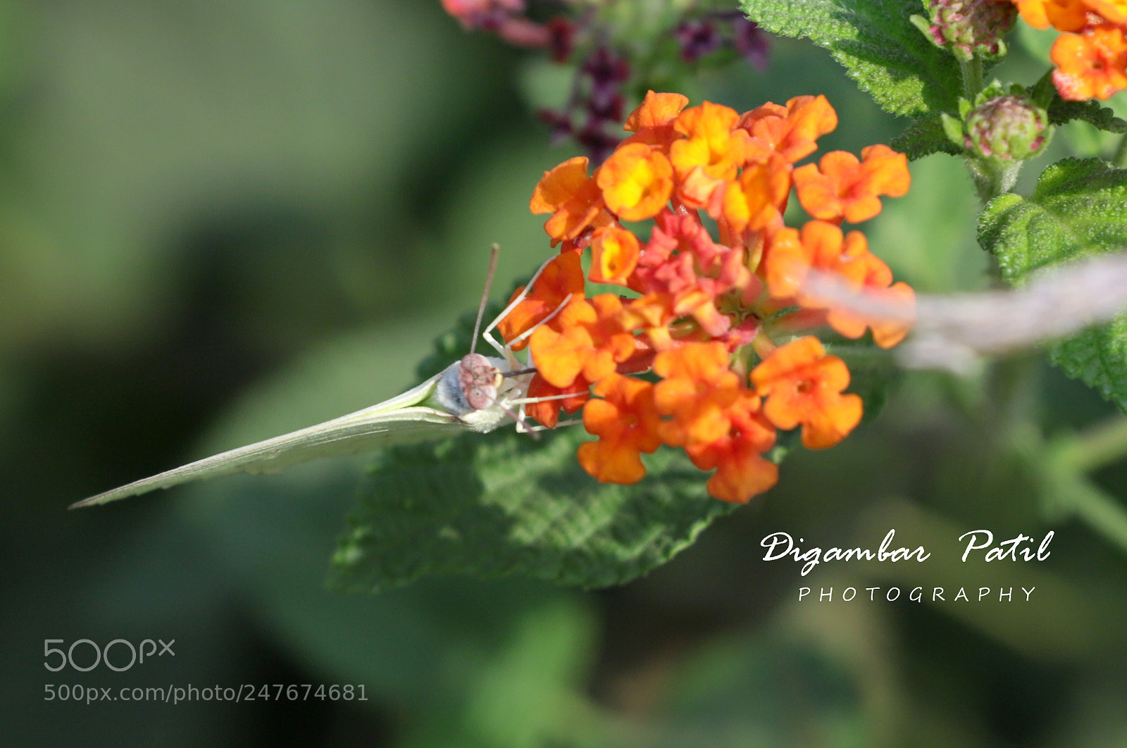 Canon EOS 6D Mark II sample photo. Img photography
