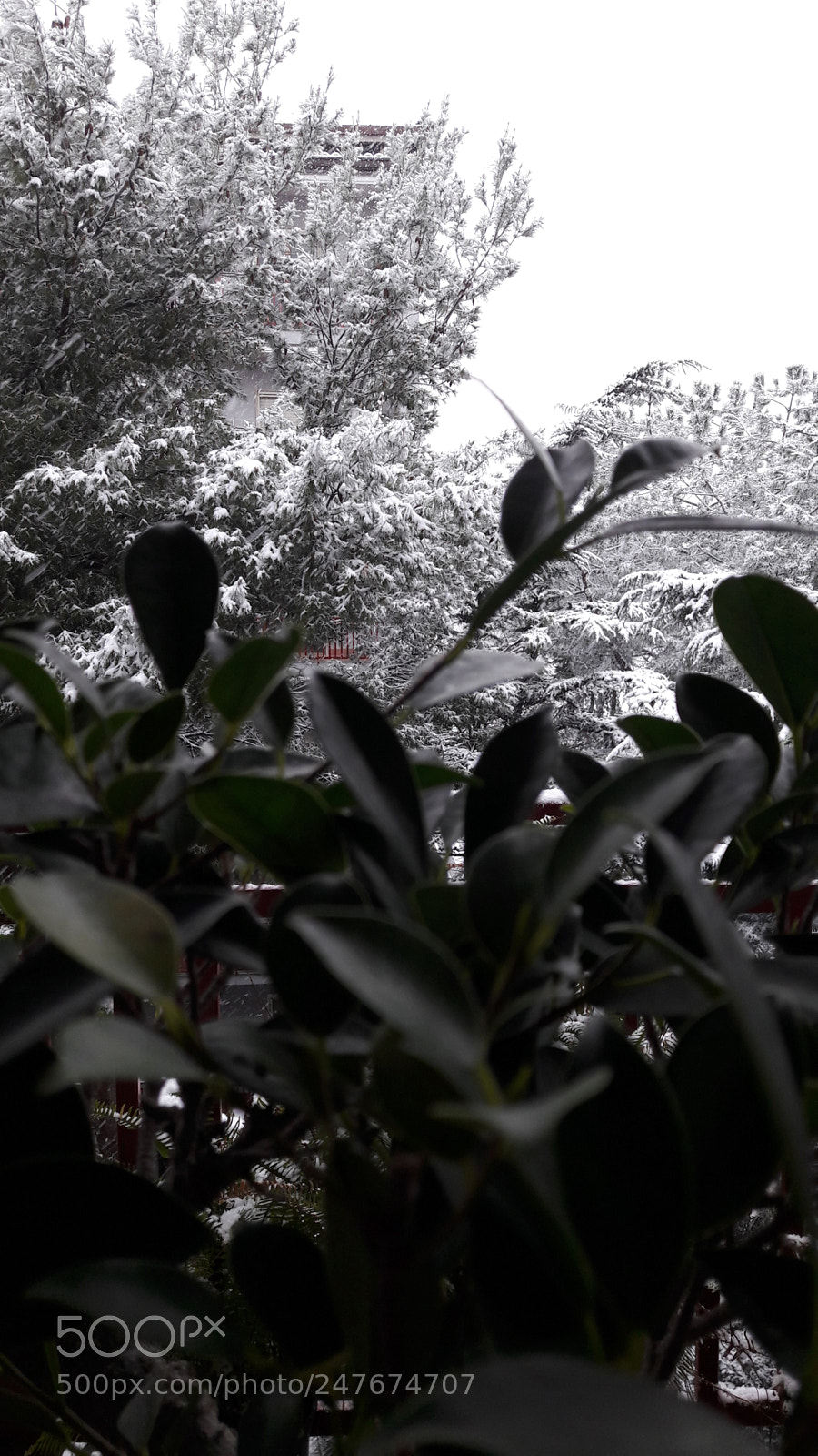 Samsung Galaxy A5(2016) sample photo. Snow and green photography