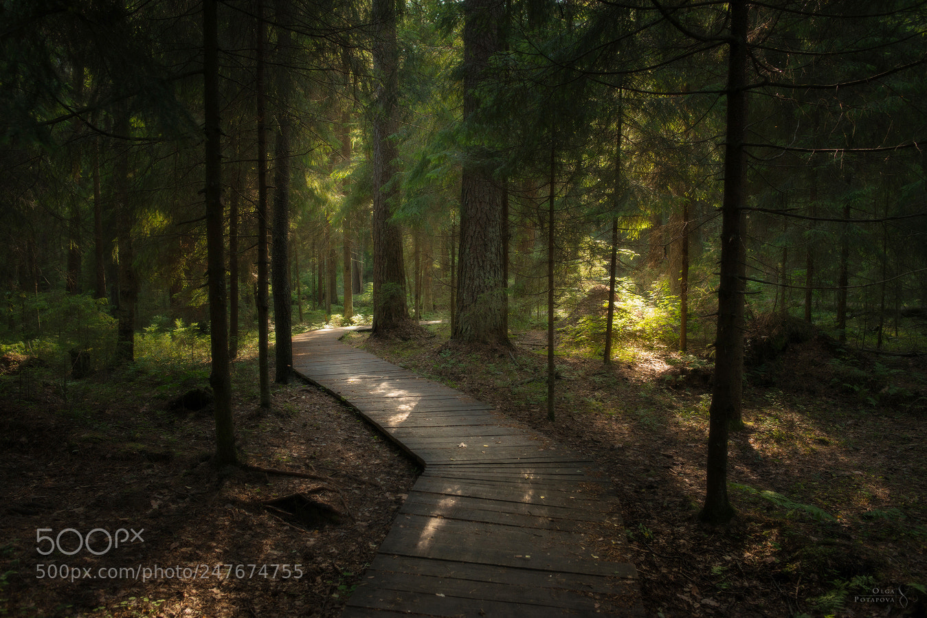 Nikon D800 sample photo. The fir trail photography