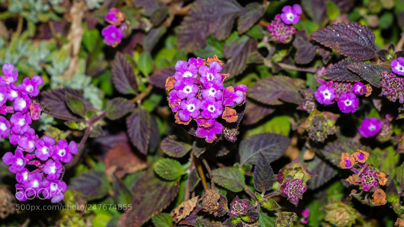 Canon EOS 80D sample photo. Untitled photography