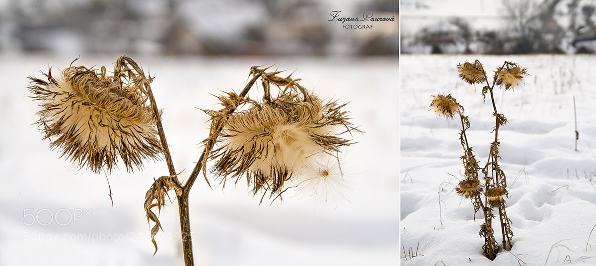 Canon EOS 7D sample photo. Alone photography