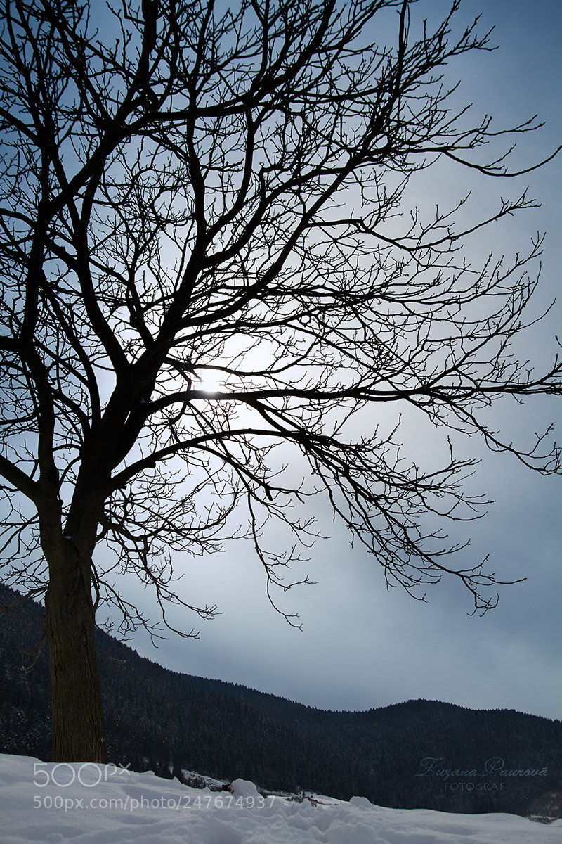 Canon EOS 7D sample photo. Winter sun photography
