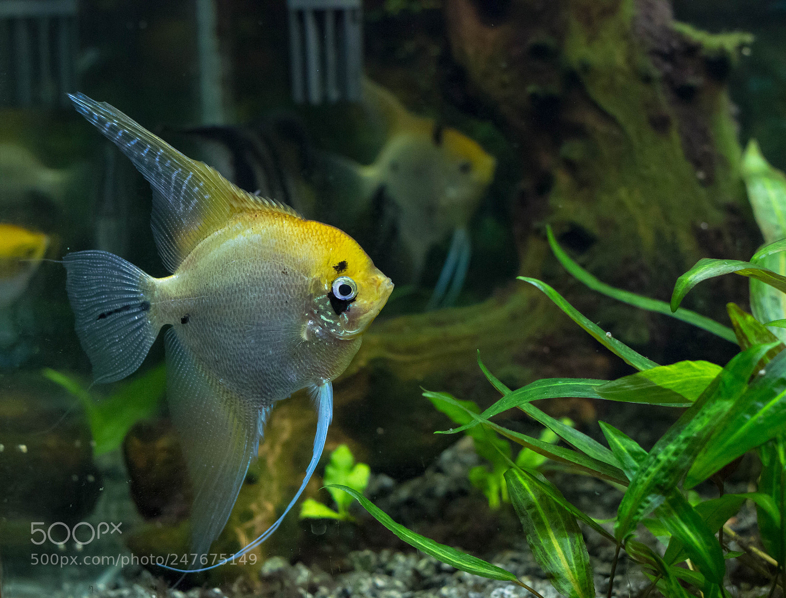 Canon EOS 600D (Rebel EOS T3i / EOS Kiss X5) sample photo. My fish photography