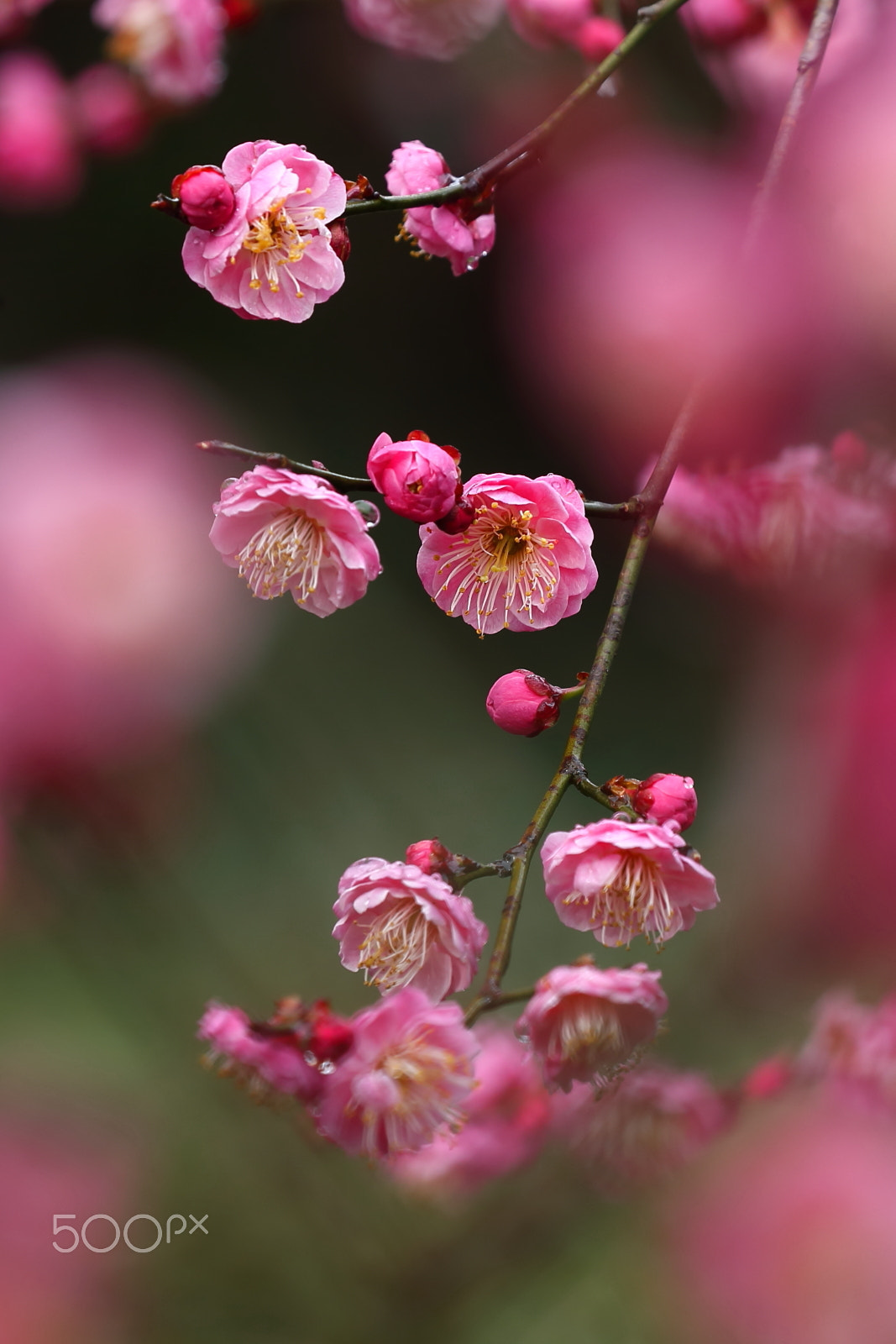 Canon EOS-1D X sample photo. 红梅 photography