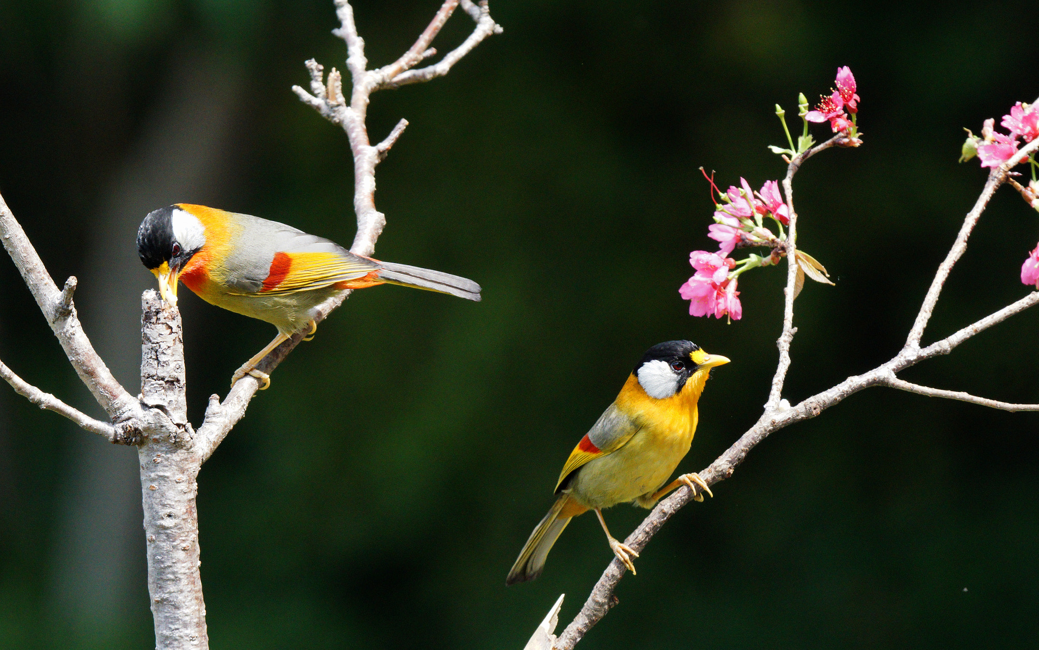 Sony 70-400mm F4-5.6 G SSM II sample photo. Untitled photography