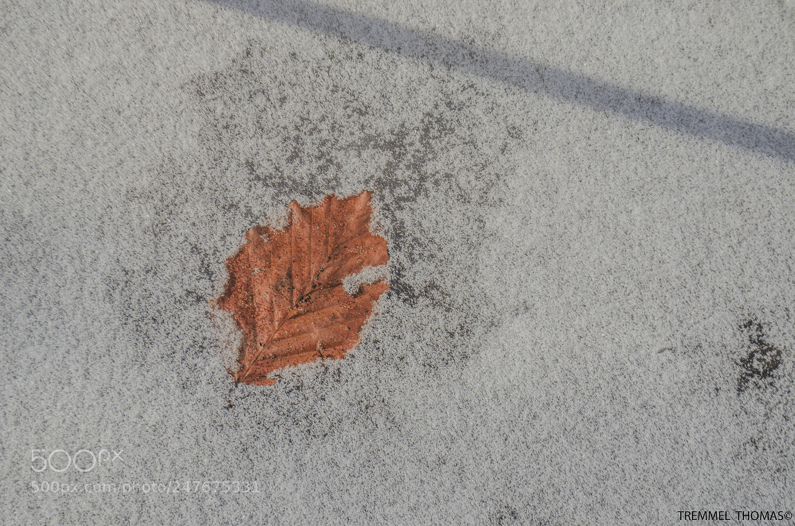 Nikon D5100 sample photo. The leaf in the photography