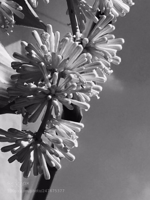 Apple iPhone 6s sample photo. Good day flower photography