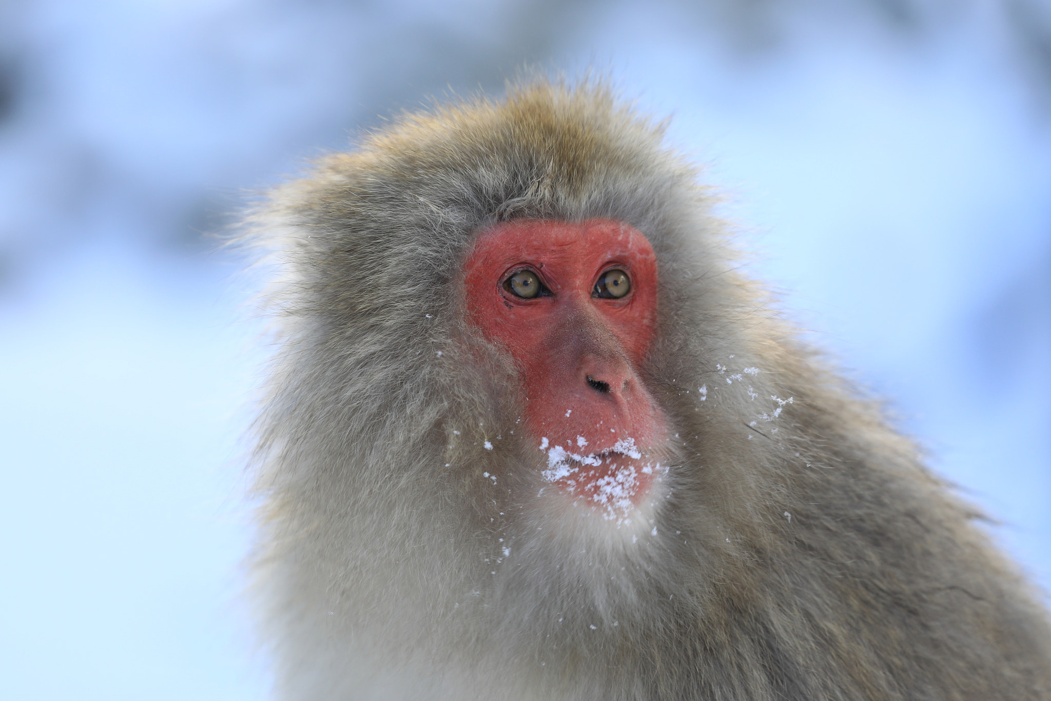 Canon EOS 5D Mark IV + Canon EF 100-400mm F4.5-5.6L IS II USM sample photo. Snow monkey japon photography