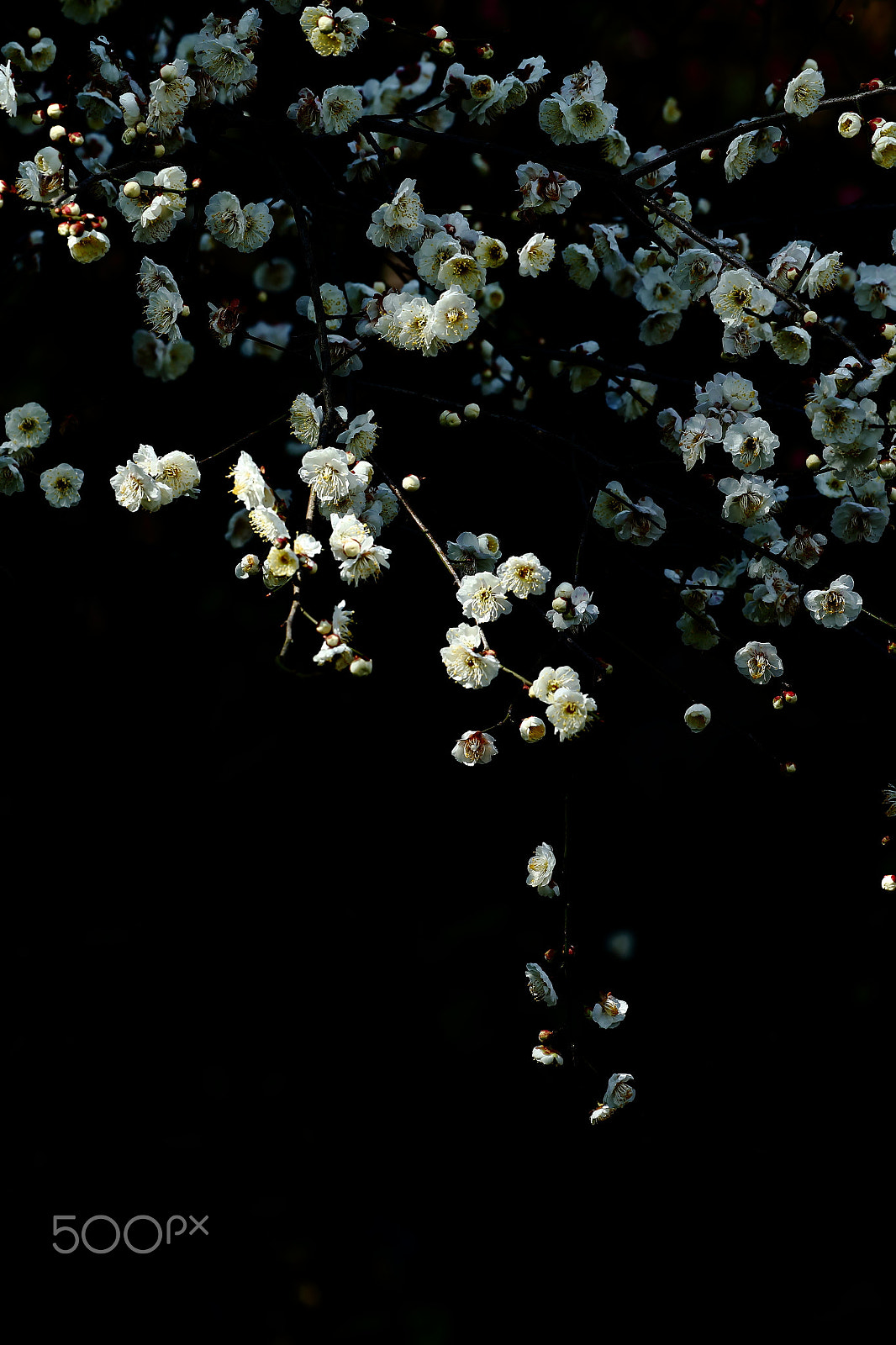 Canon EOS-1D X sample photo. 梅花 photography