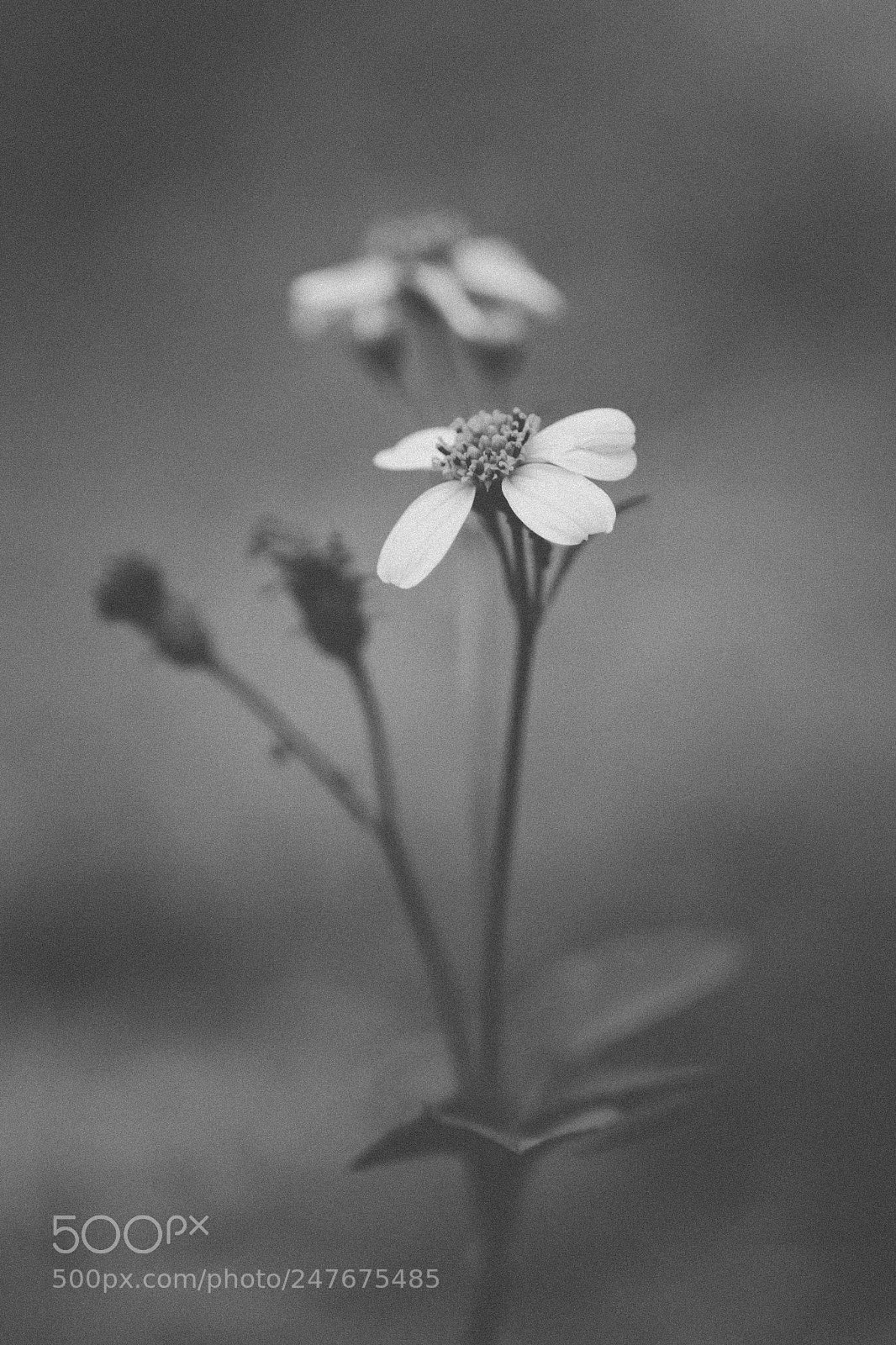 Canon EOS 60D sample photo. Bidens pilosa photography