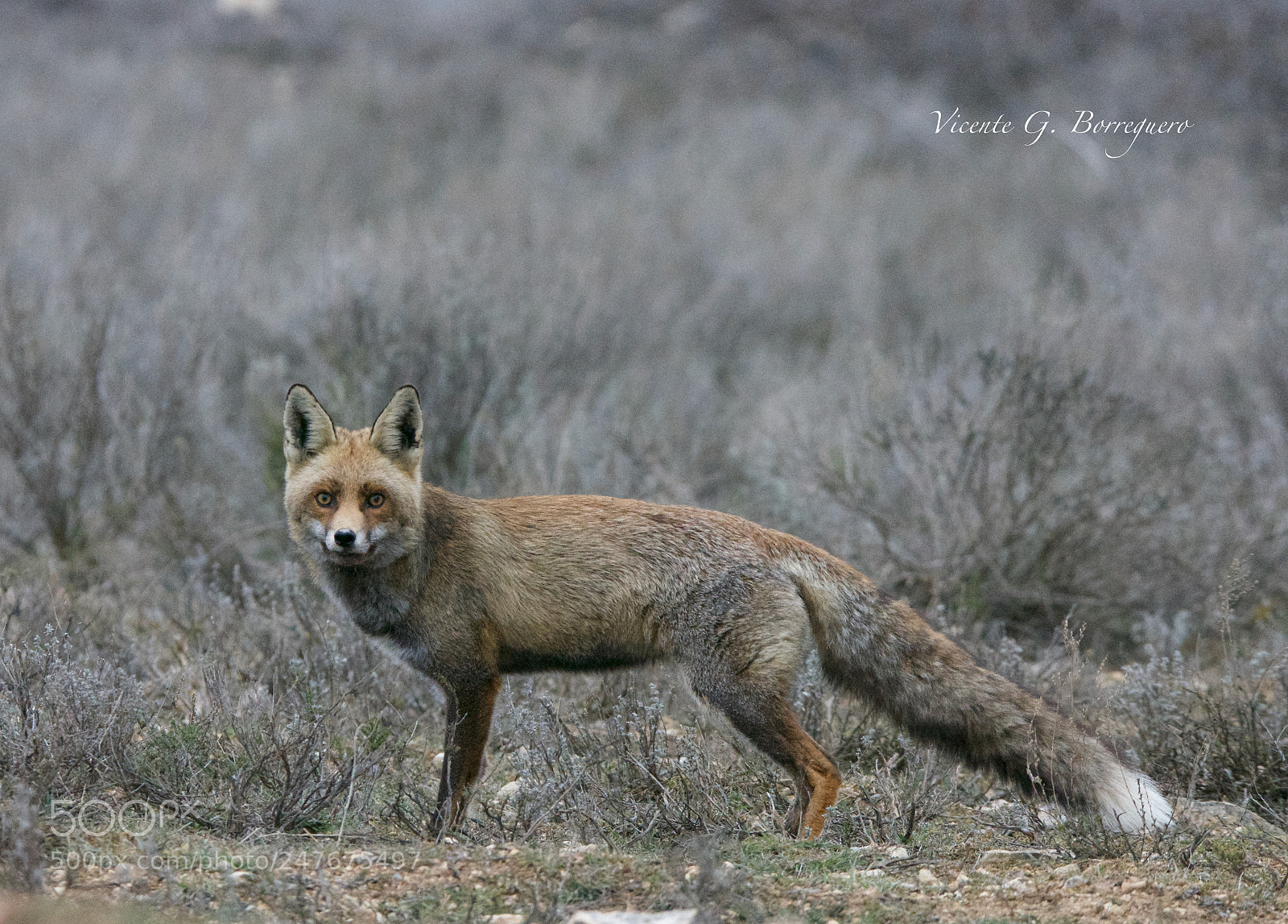 Nikon D7200 sample photo. Vulpes vulpes photography