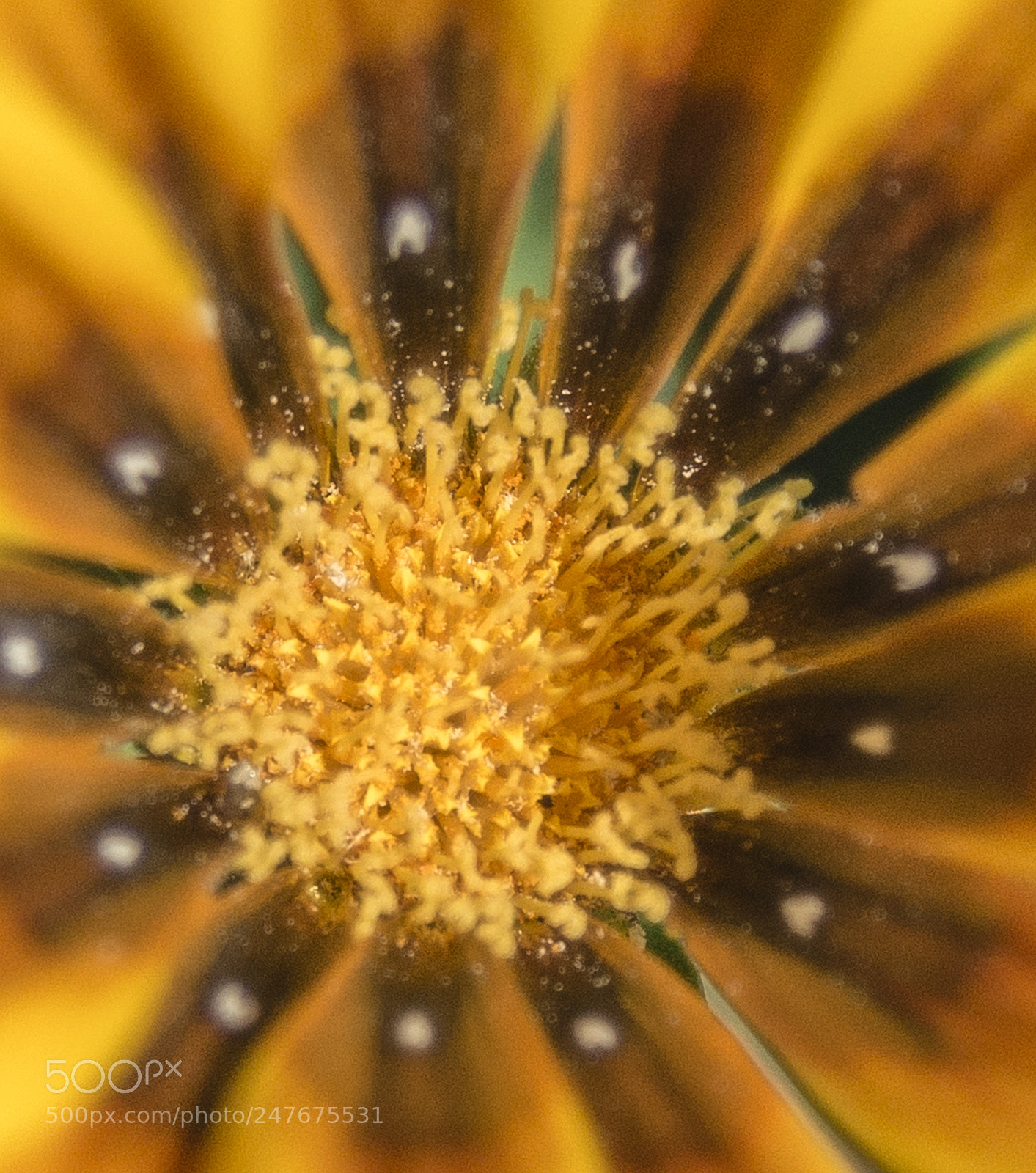 Nikon D800 sample photo. The golden touch of photography
