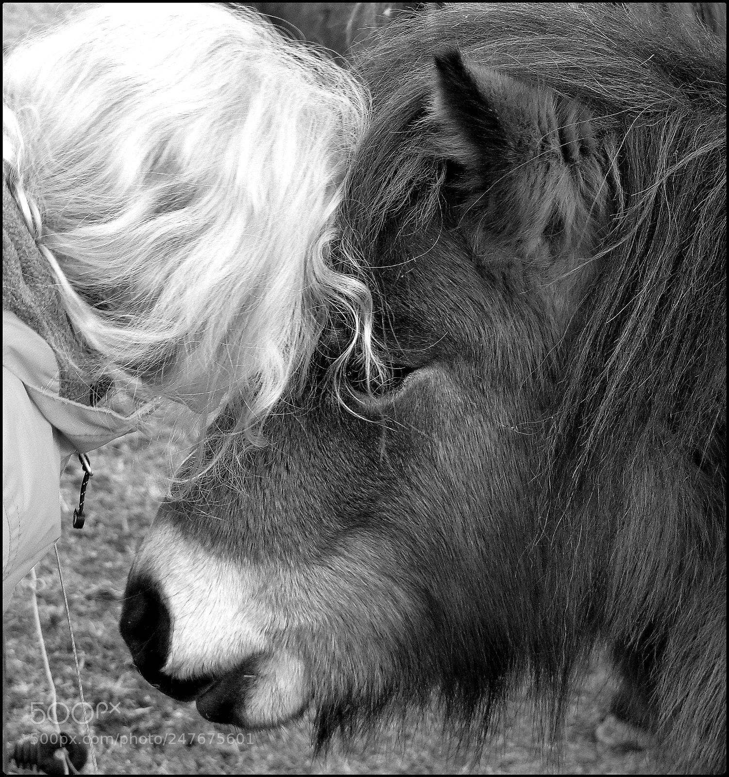 Panasonic DMC-FZ50 sample photo. Best friends forever! photography
