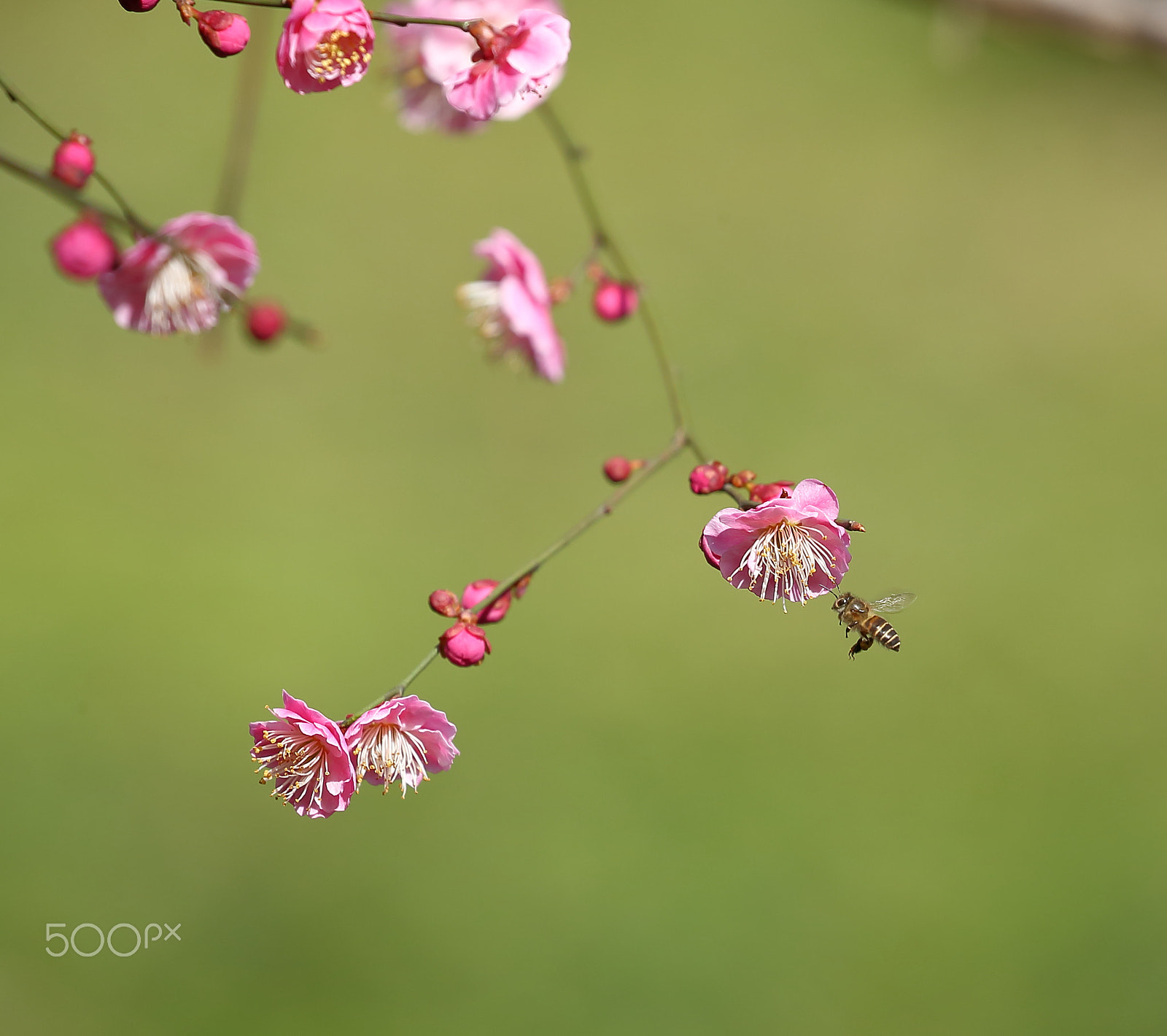 Canon EOS-1D X sample photo. 蜜蜂采梅 photography