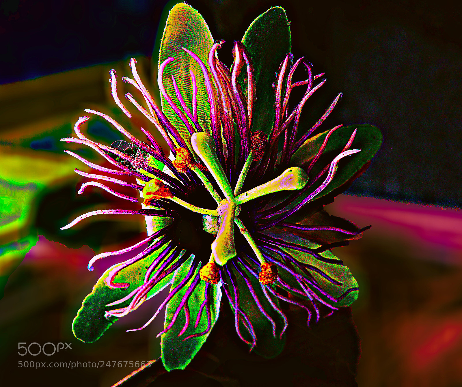 Sony Cyber-shot DSC-RX100 sample photo. Passiflora copia photography