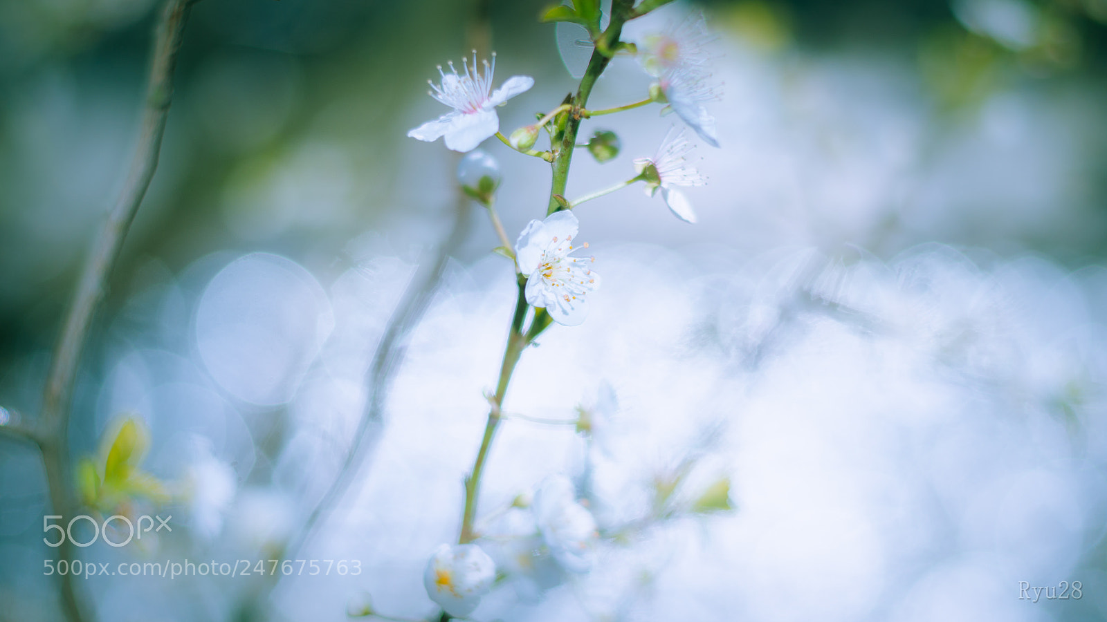 Nikon D5100 sample photo. Flower photography