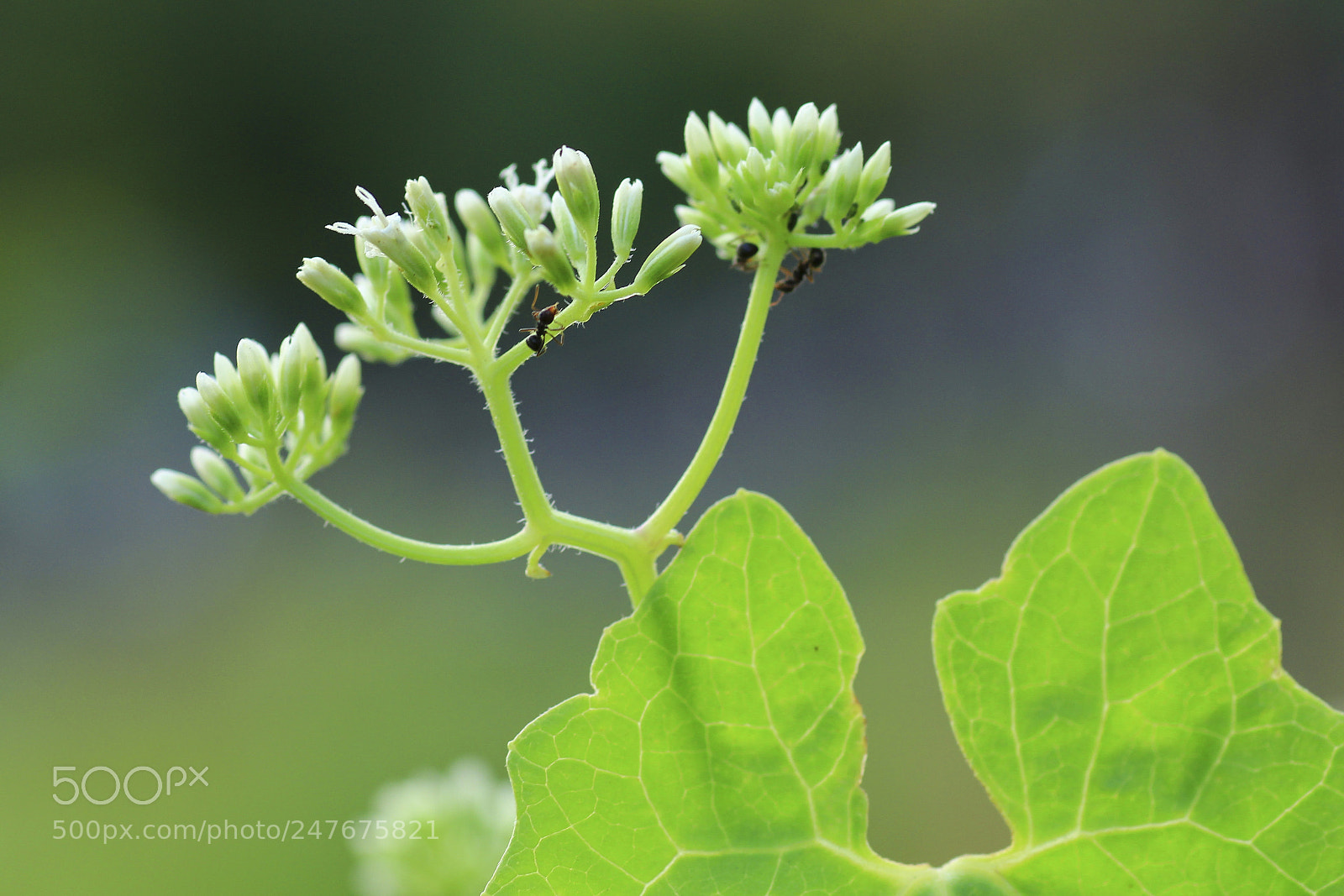 Canon EOS 60D sample photo. Img001 photography