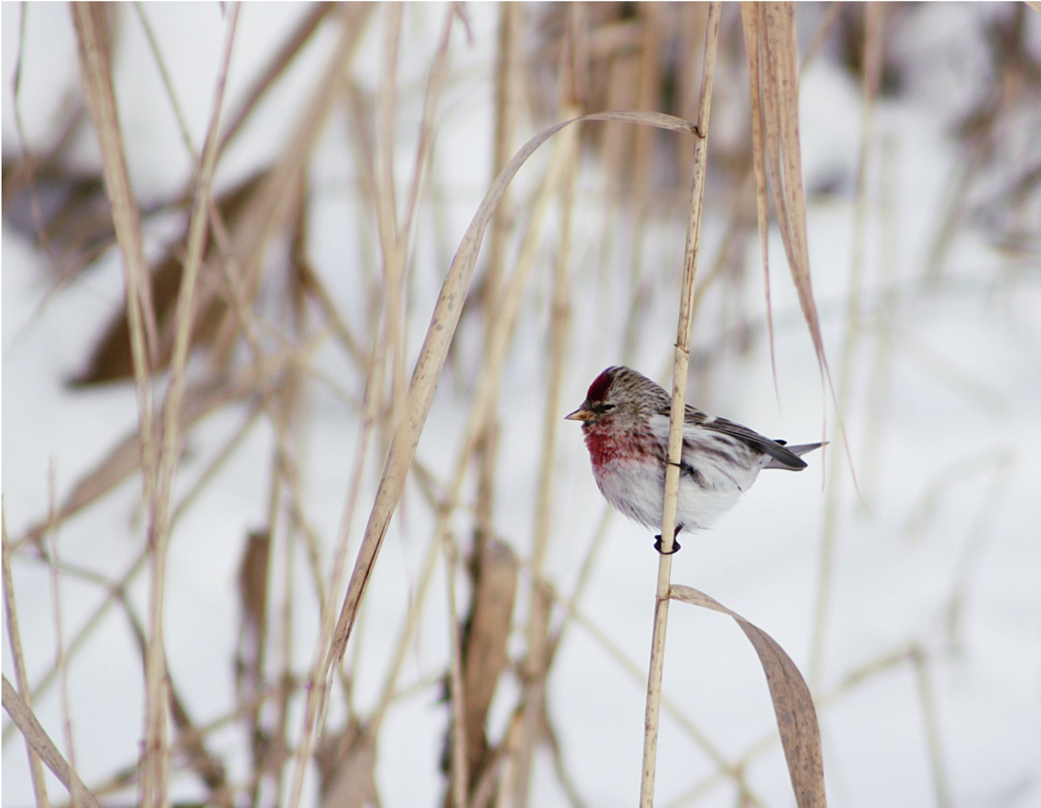 Canon EOS 600D (Rebel EOS T3i / EOS Kiss X5) + EF75-300mm f/4-5.6 sample photo. Hungry angry bird photography