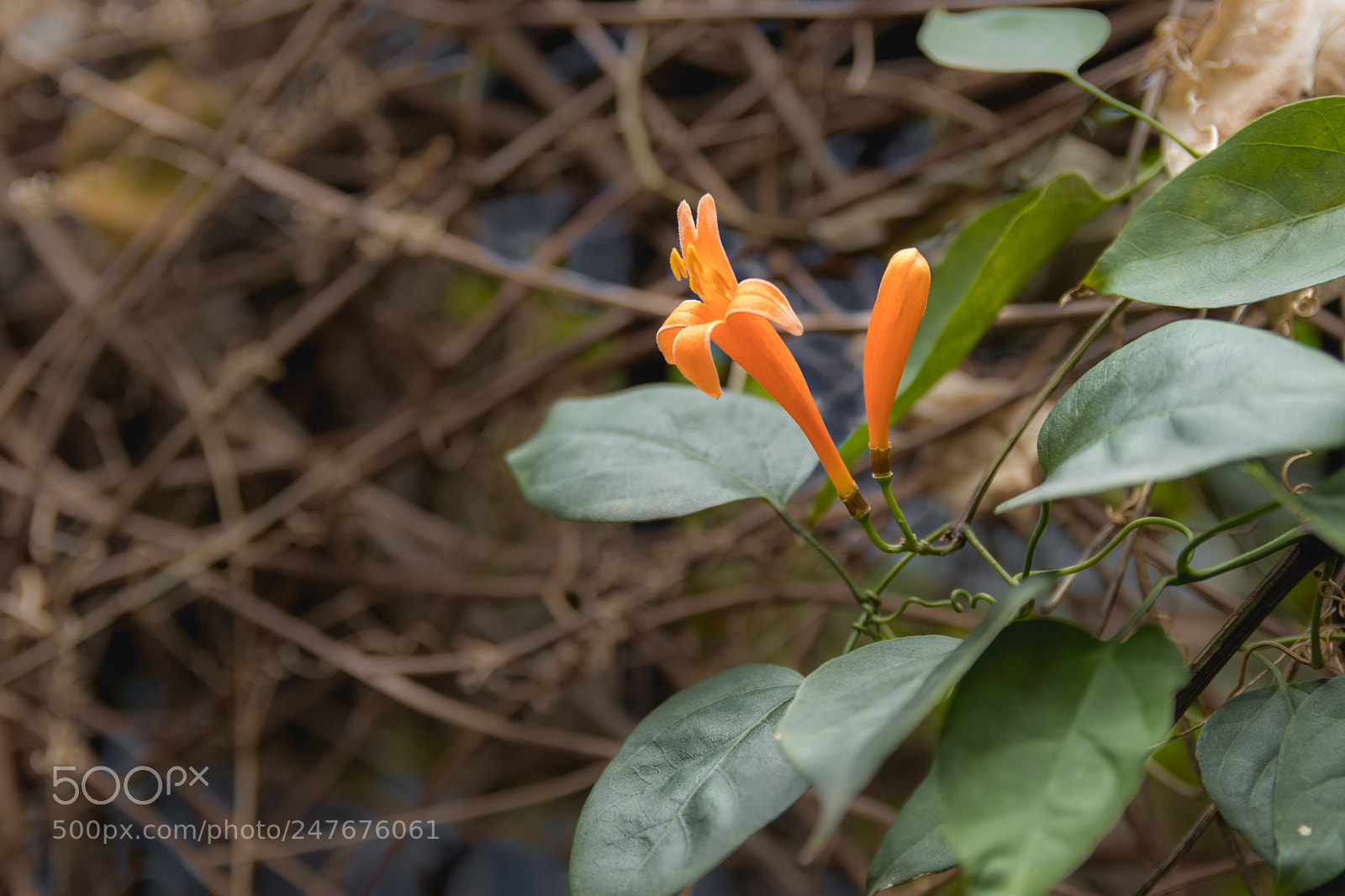 Canon EOS 80D sample photo. *** photography