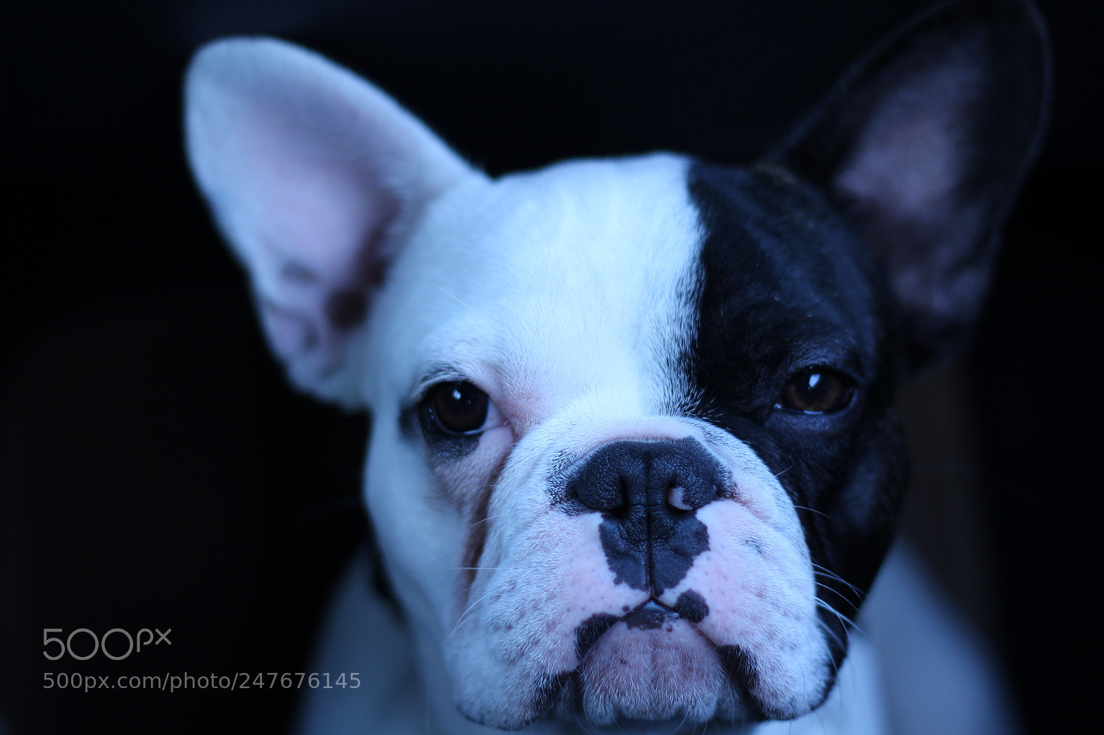 Canon EOS 1300D (EOS Rebel T6 / EOS Kiss X80) + Canon EF 50mm F1.8 STM sample photo. Loki photography