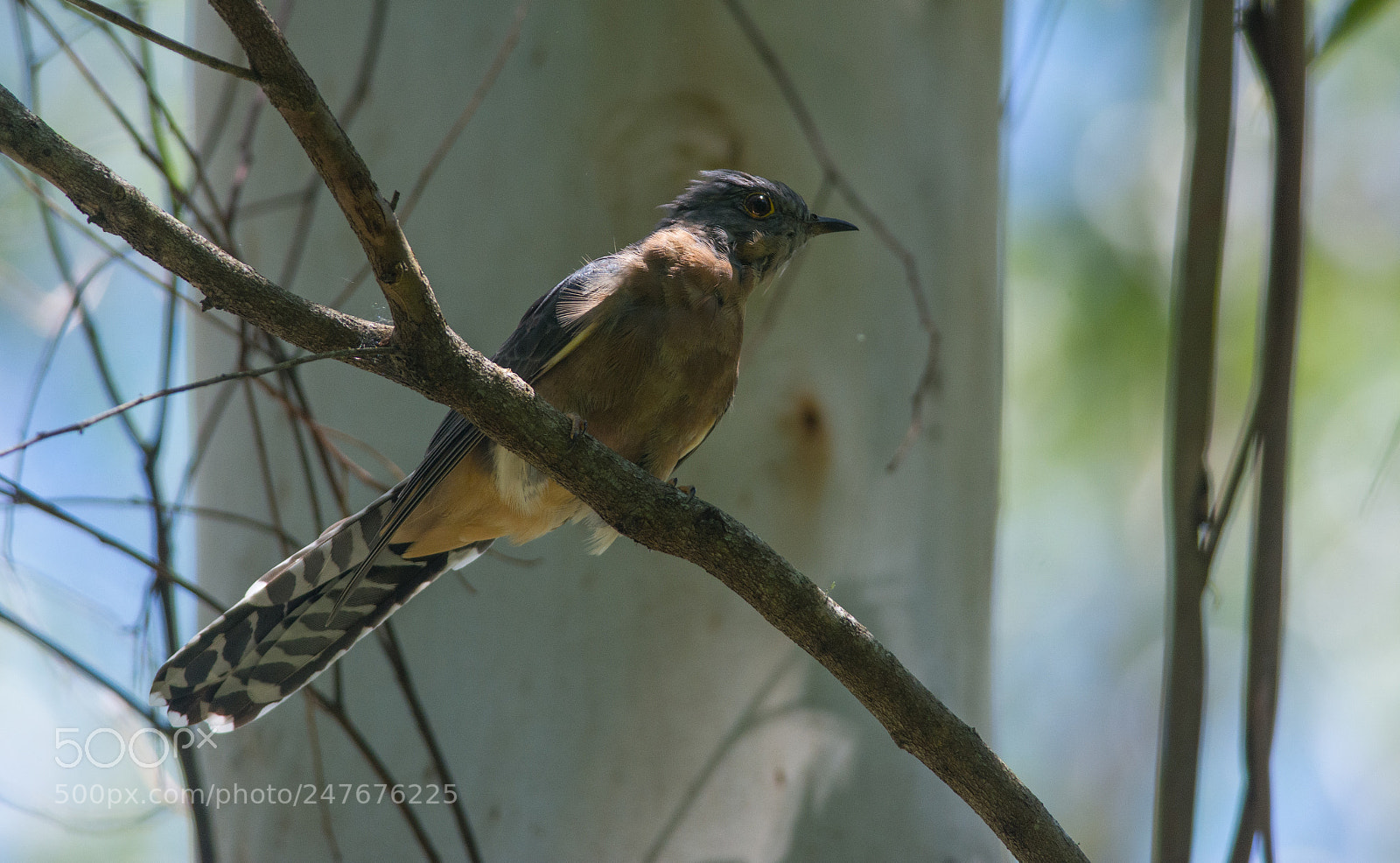 Nikon D7100 sample photo. Fan-tailed cuckoo photography