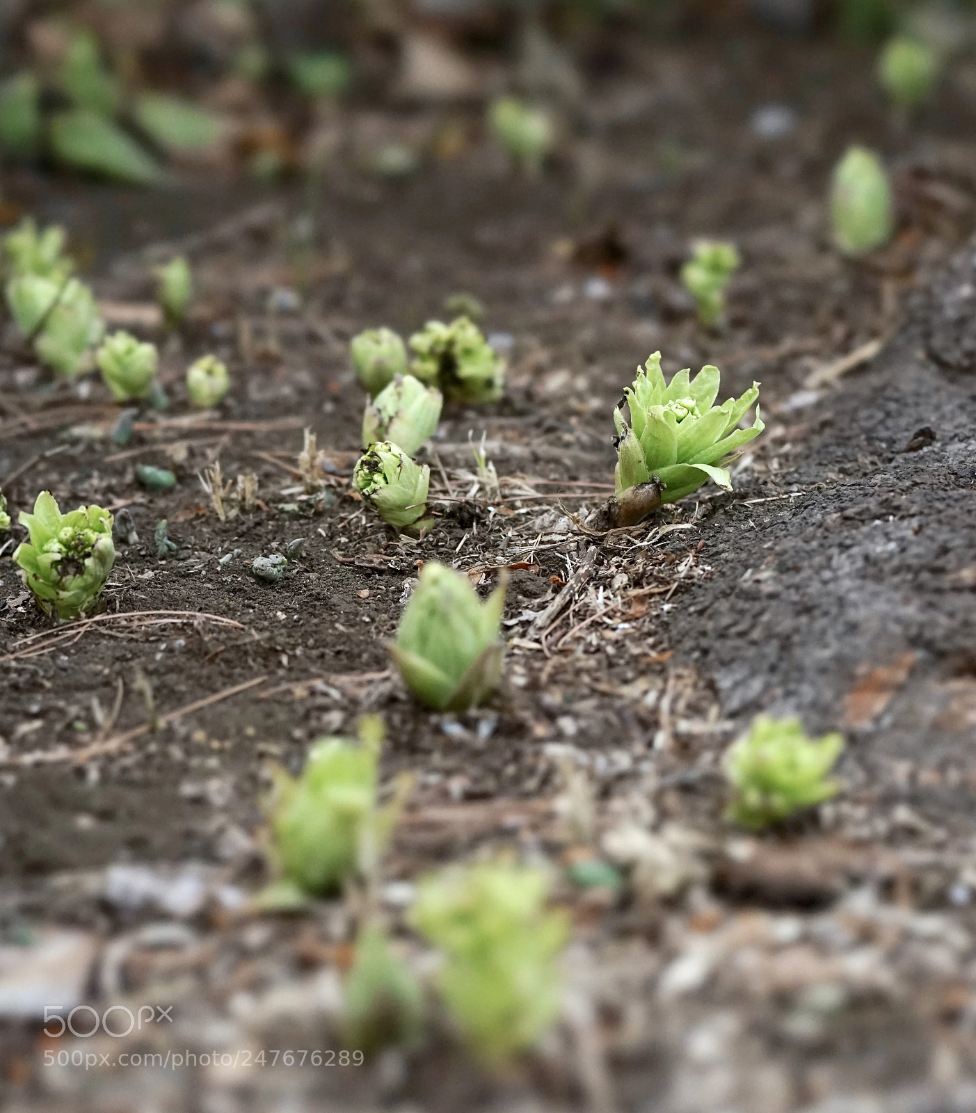 Sony a7 II sample photo. Sign of spring.japanese butterbur photography