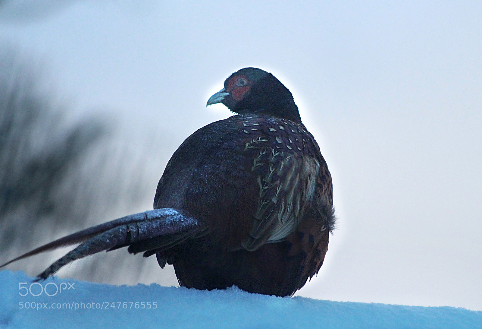 Canon EOS 700D (EOS Rebel T5i / EOS Kiss X7i) sample photo. Pheasant photography