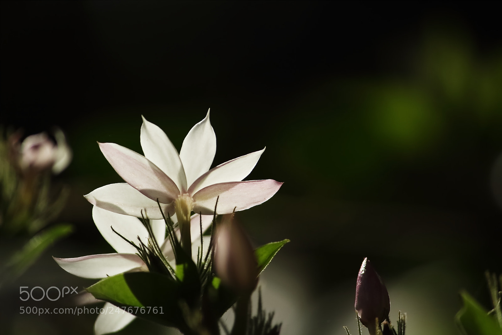 Canon EF-S 55-250mm F4-5.6 IS II sample photo. Jasmine flower shines due photography