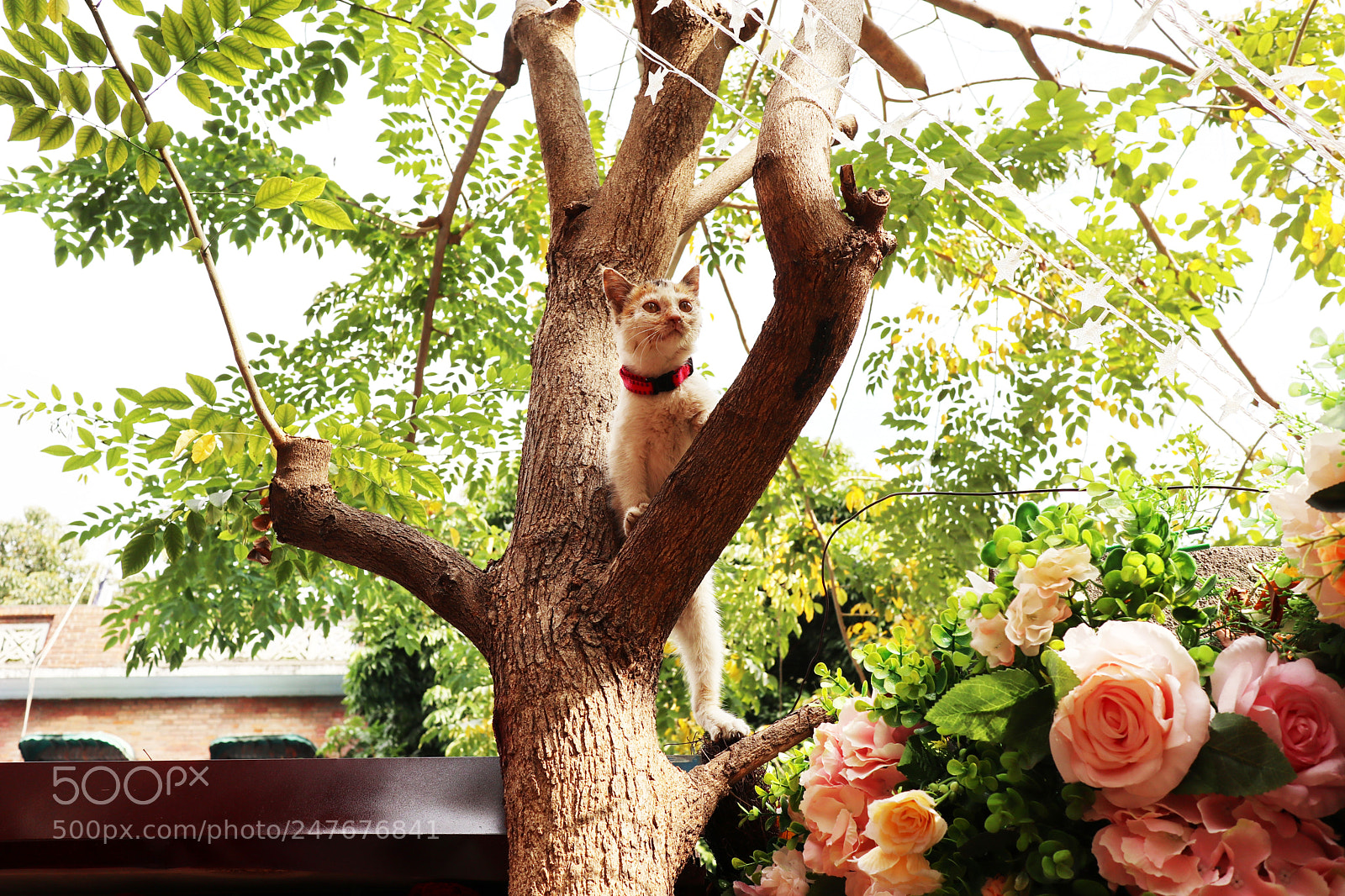 Canon EOS M6 sample photo. Img photography