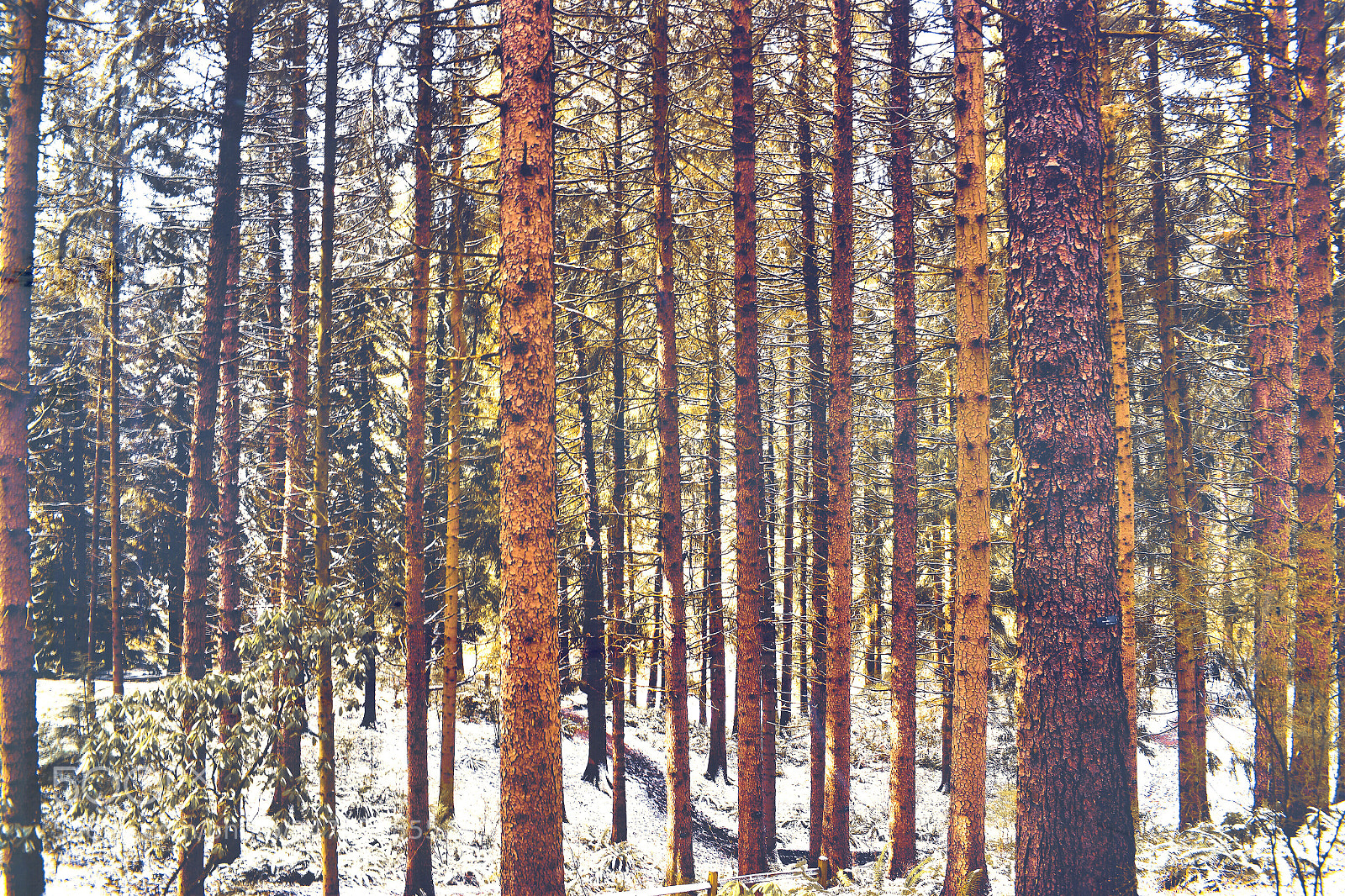 Nikon D5500 sample photo. Forest photography