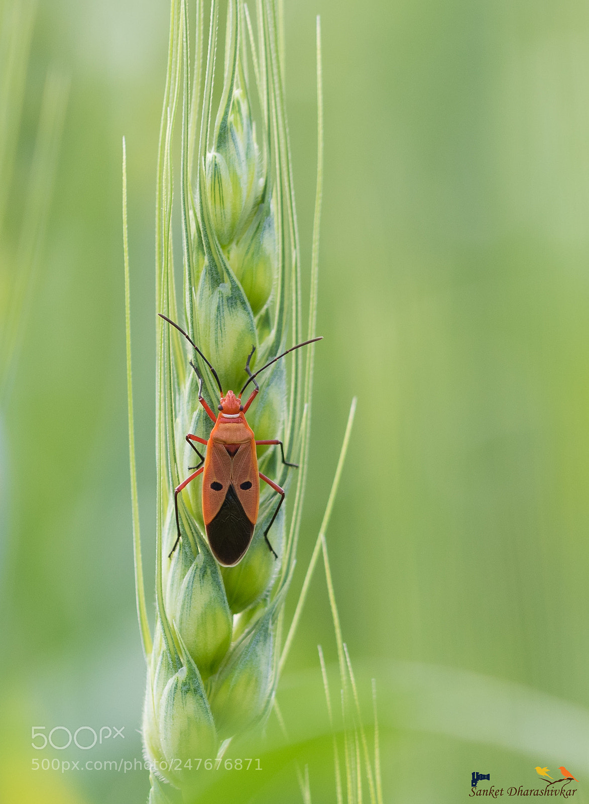 Canon EOS 7D Mark II sample photo. Red bug..!! photography
