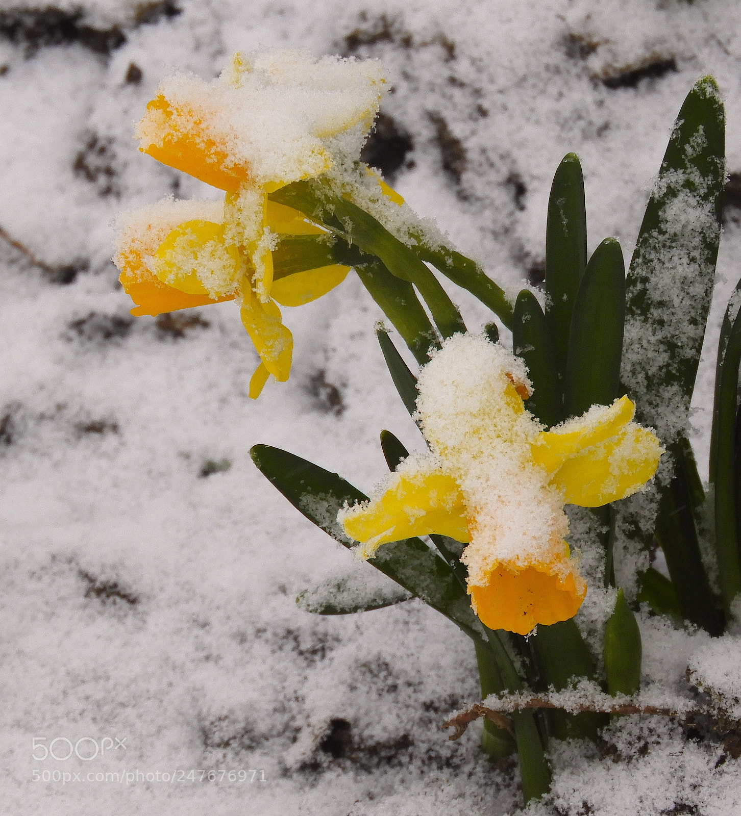 Nikon Coolpix B700 sample photo. Daffodils in the snow photography