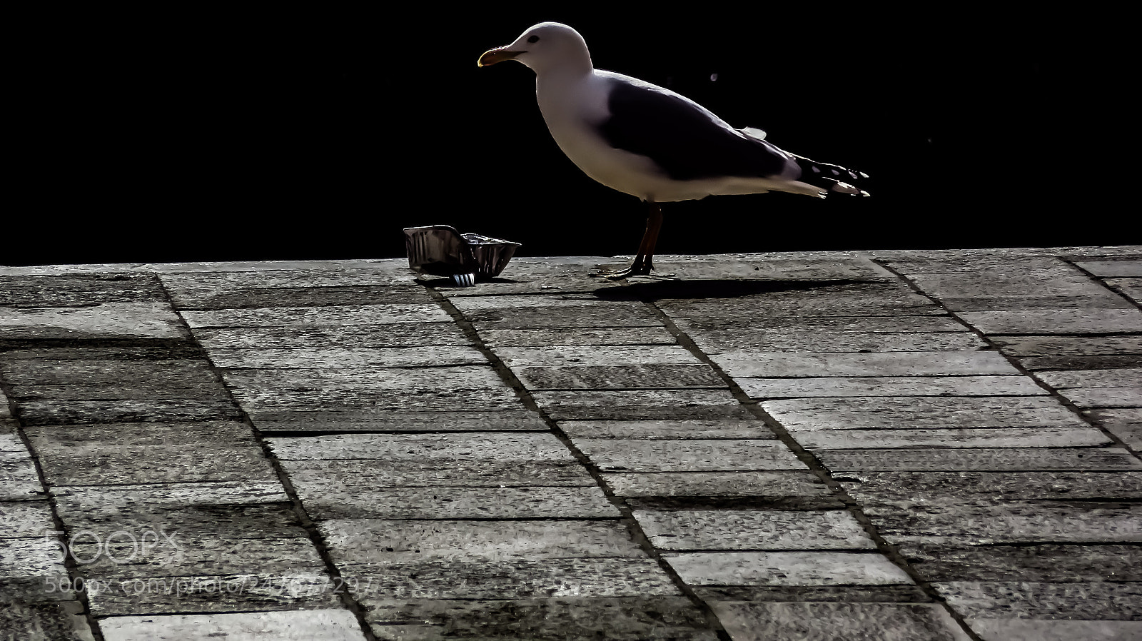 Canon PowerShot SX710 HS sample photo. Seagull in venice photography