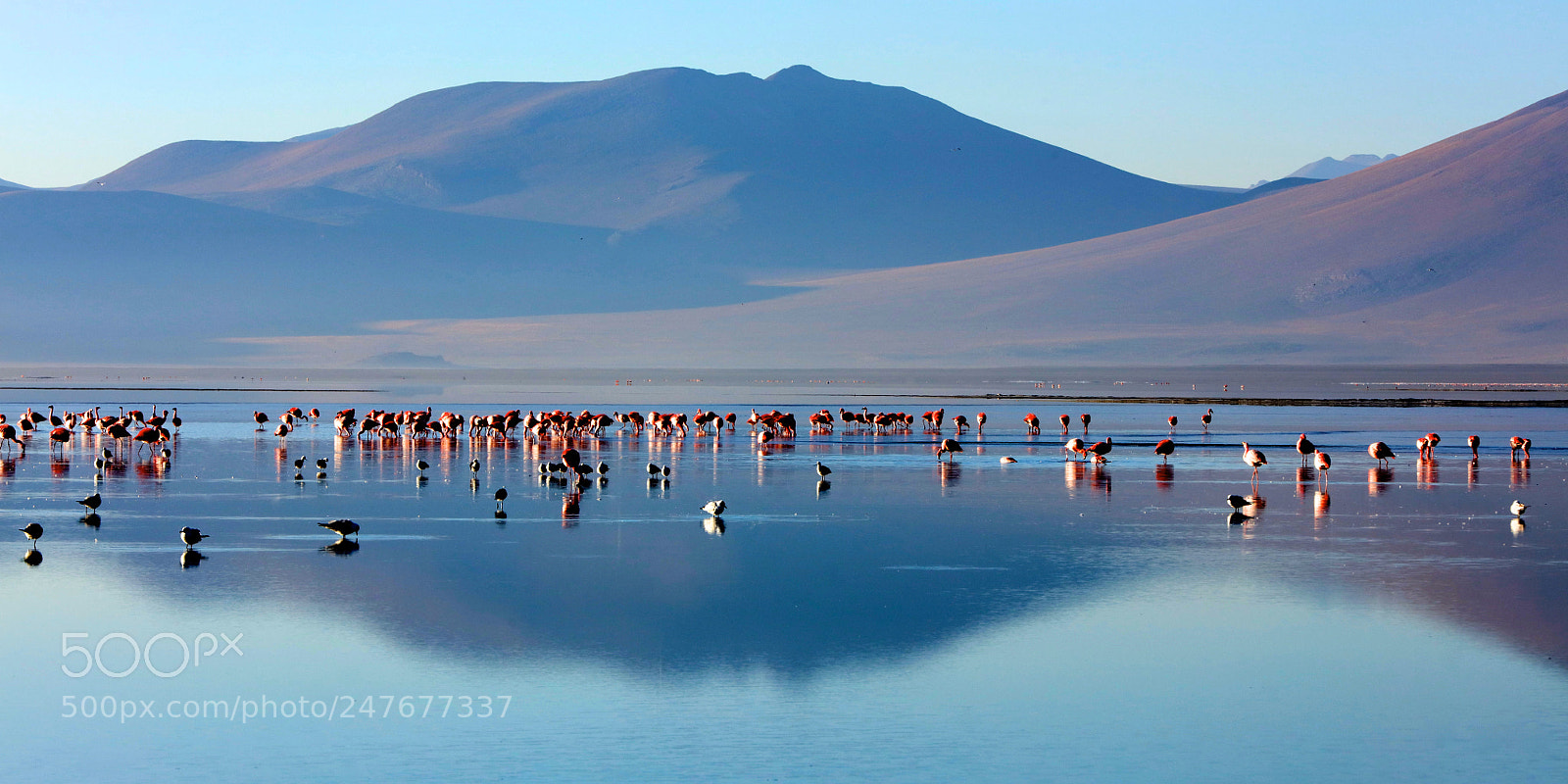 Canon EOS 5DS sample photo. Flamingos in the blue photography