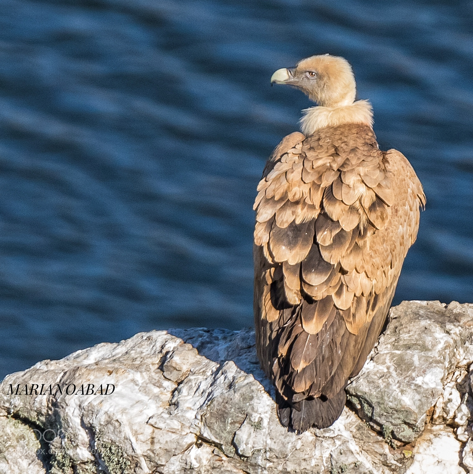 Canon EOS 7D Mark II sample photo. Buitre leonado (gyps fulvus) photography