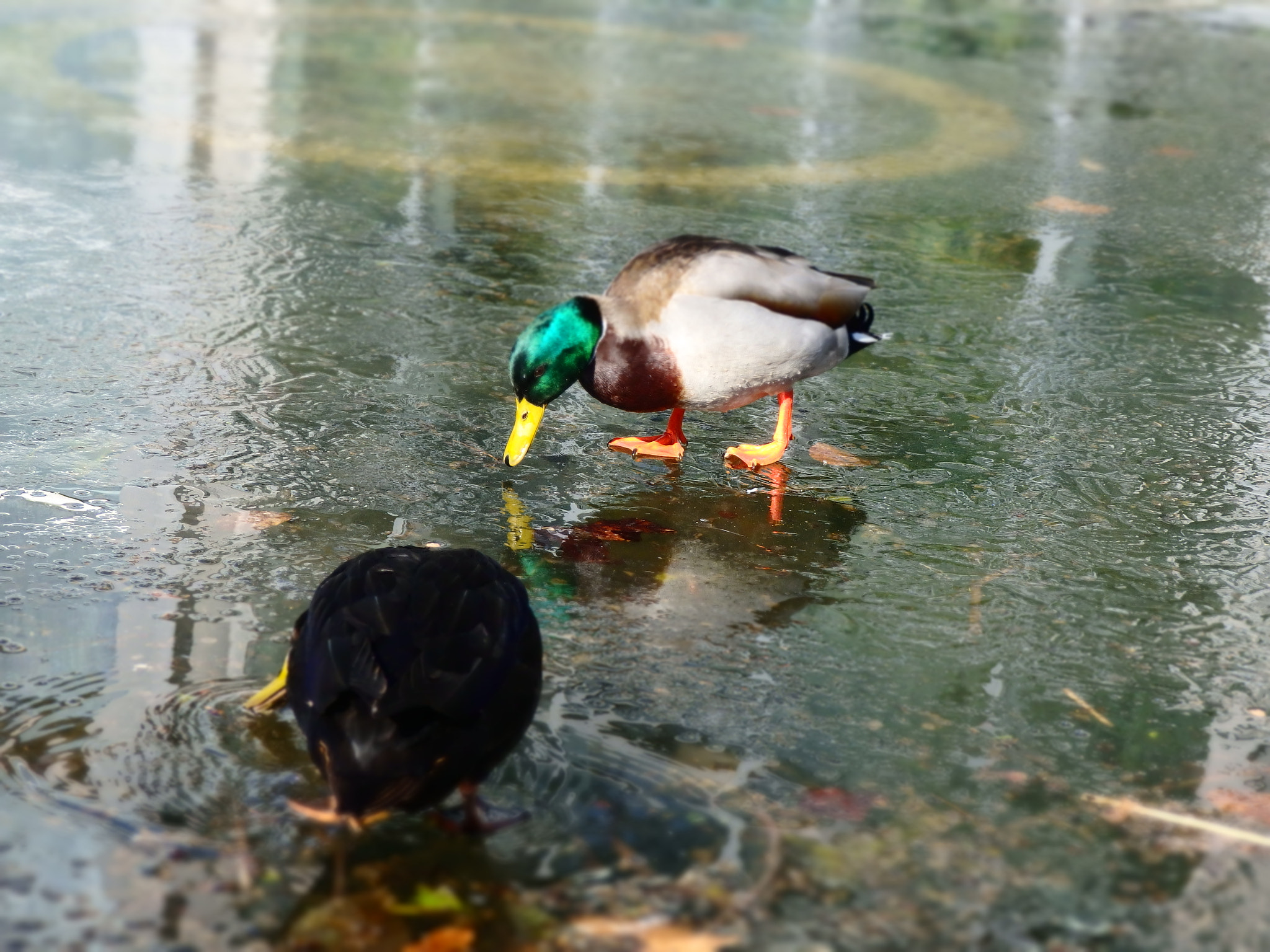 Olympus SH-2 sample photo. Two ducks freezing photography