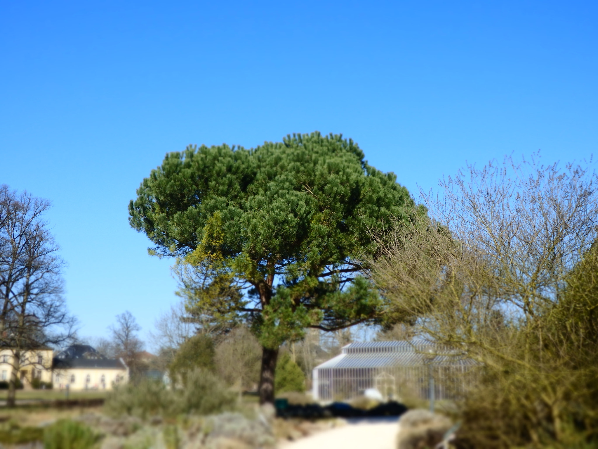 Olympus SH-2 sample photo. Nice shape of tree photography