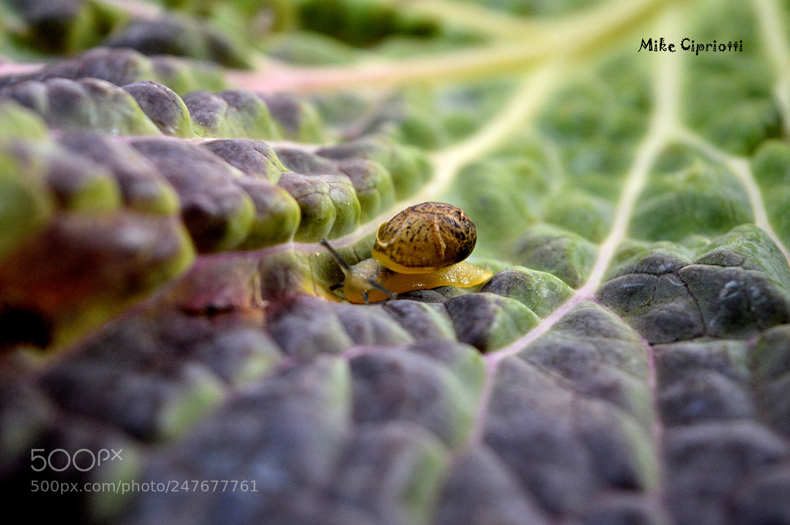Nikon D3200 sample photo. Scavedd 1... photography