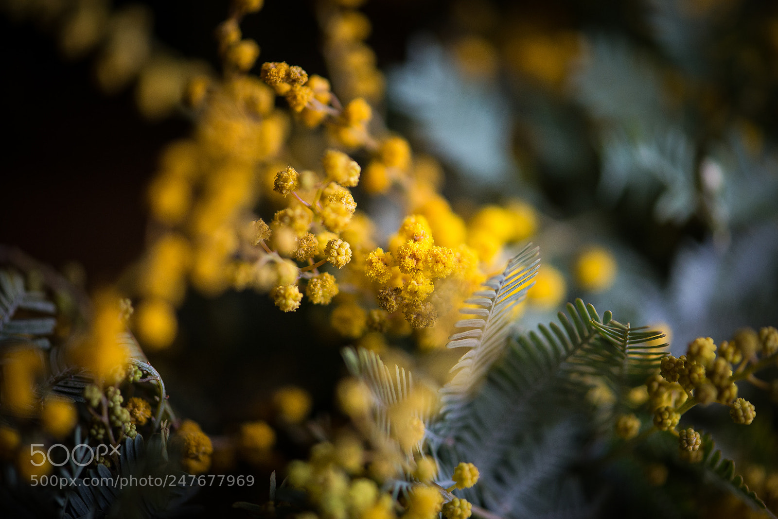 Nikon D800 sample photo. Mimosa photography