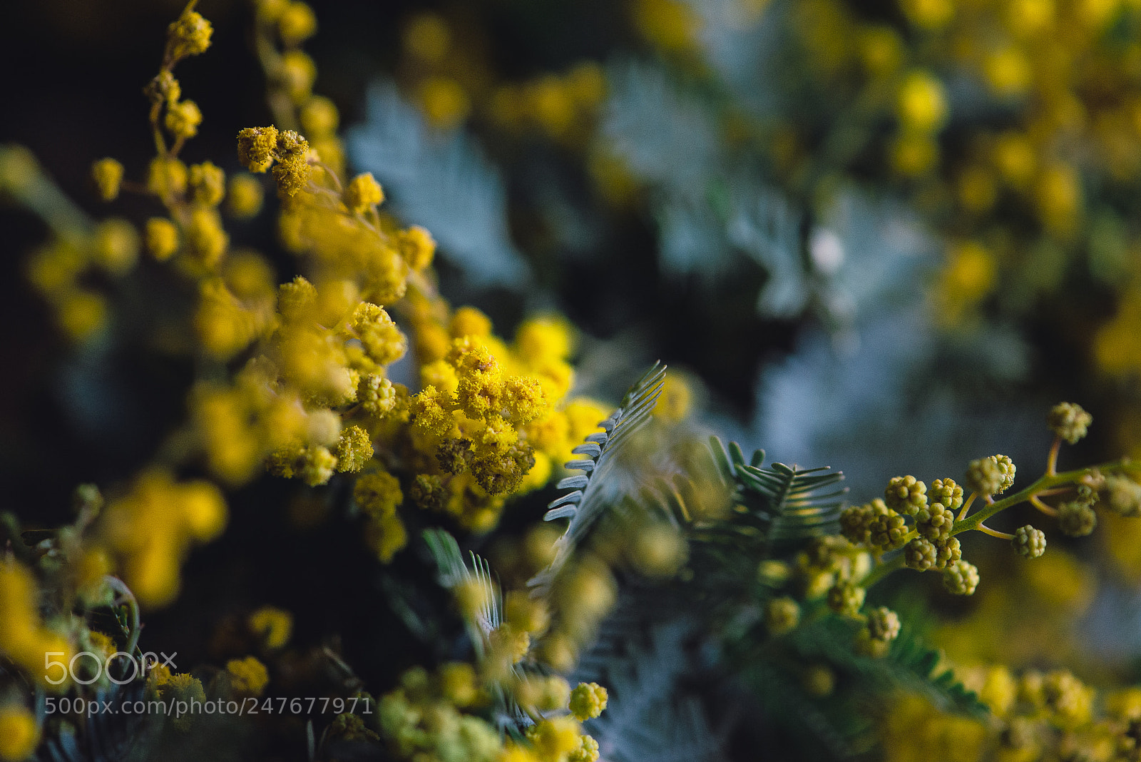 Nikon D800 sample photo. Mimosa.flower photography