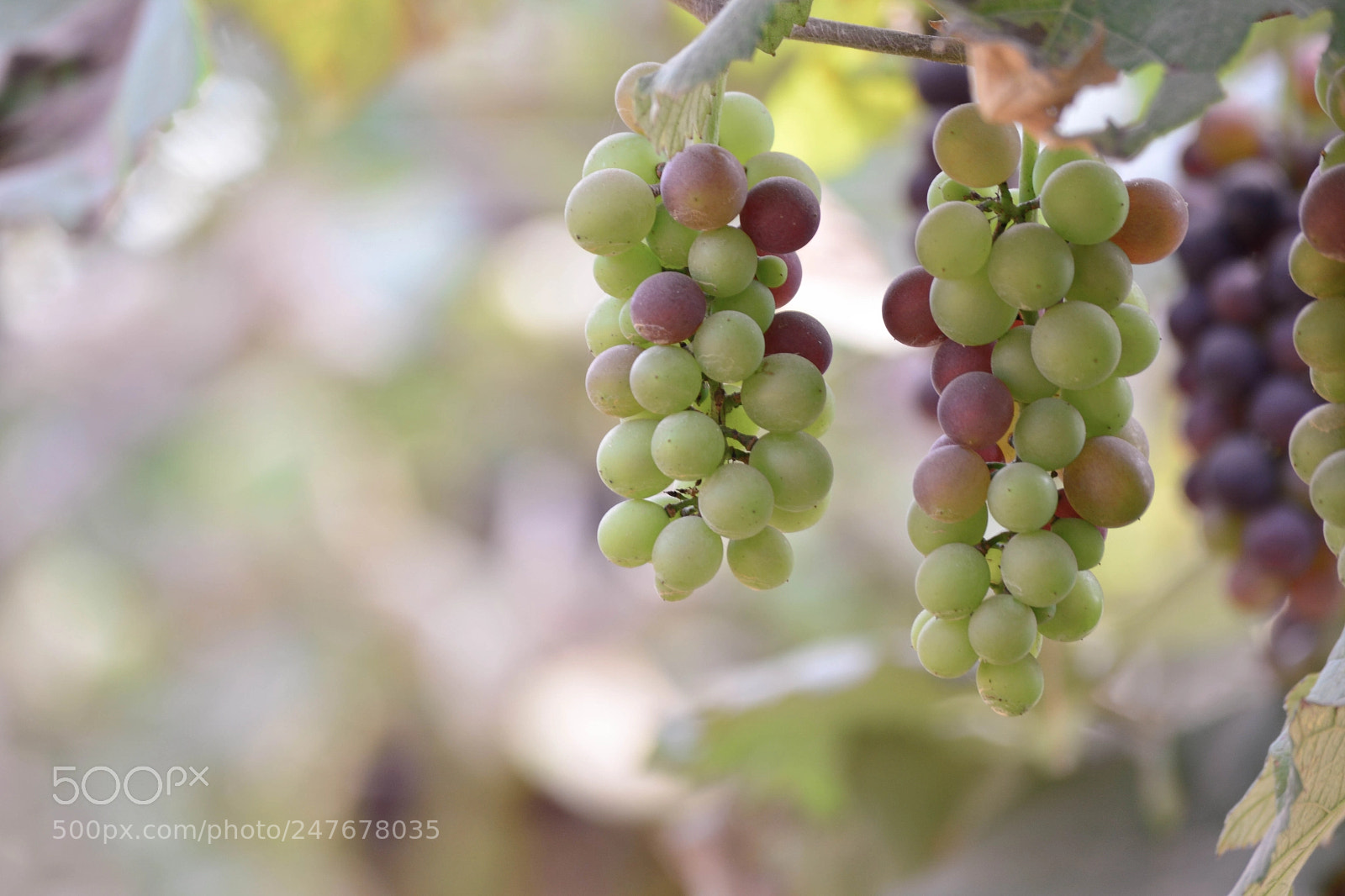 Nikon D5200 sample photo. The grape photography
