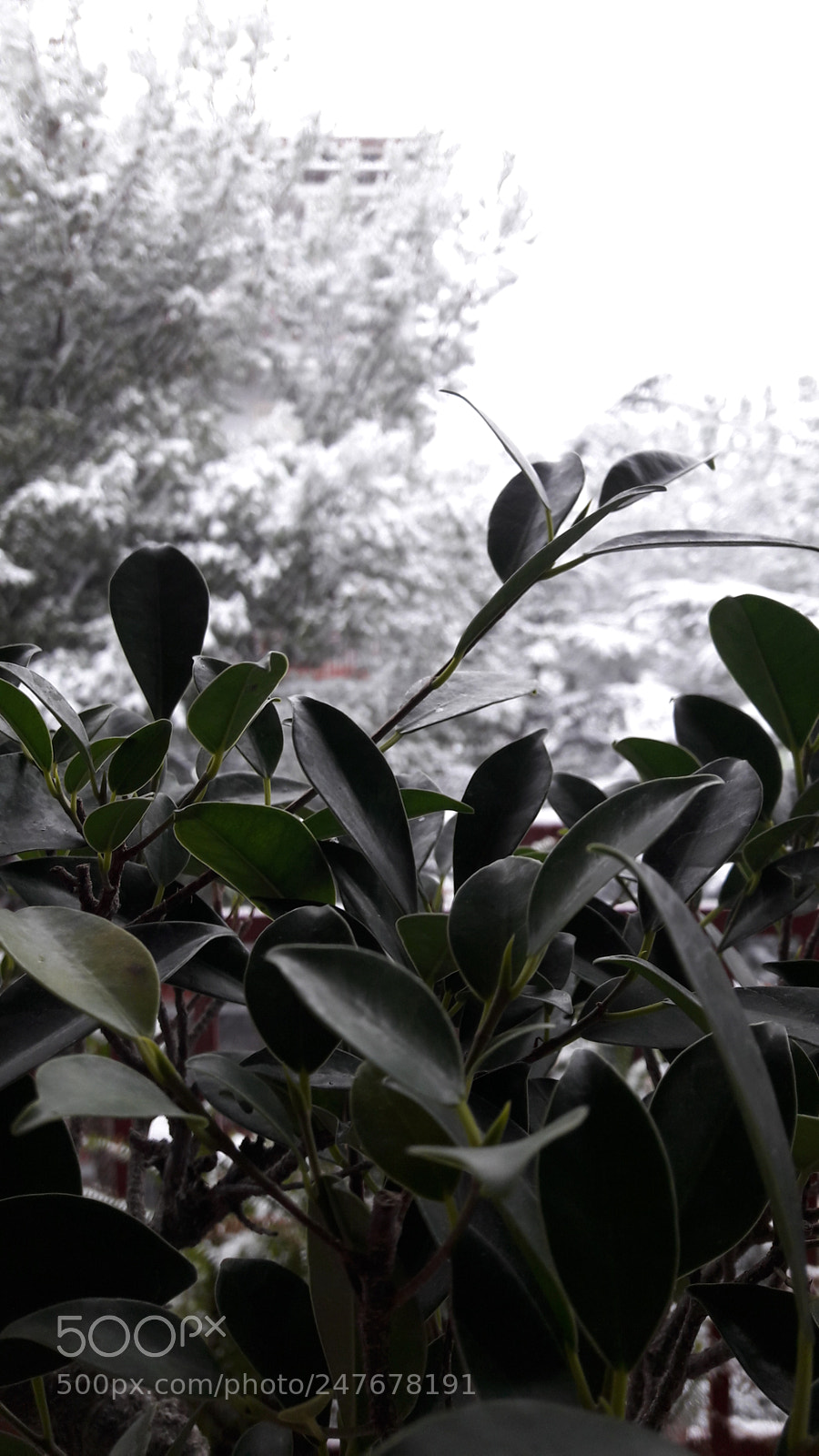 Samsung Galaxy A5(2016) sample photo. Snow and green pt.2 photography