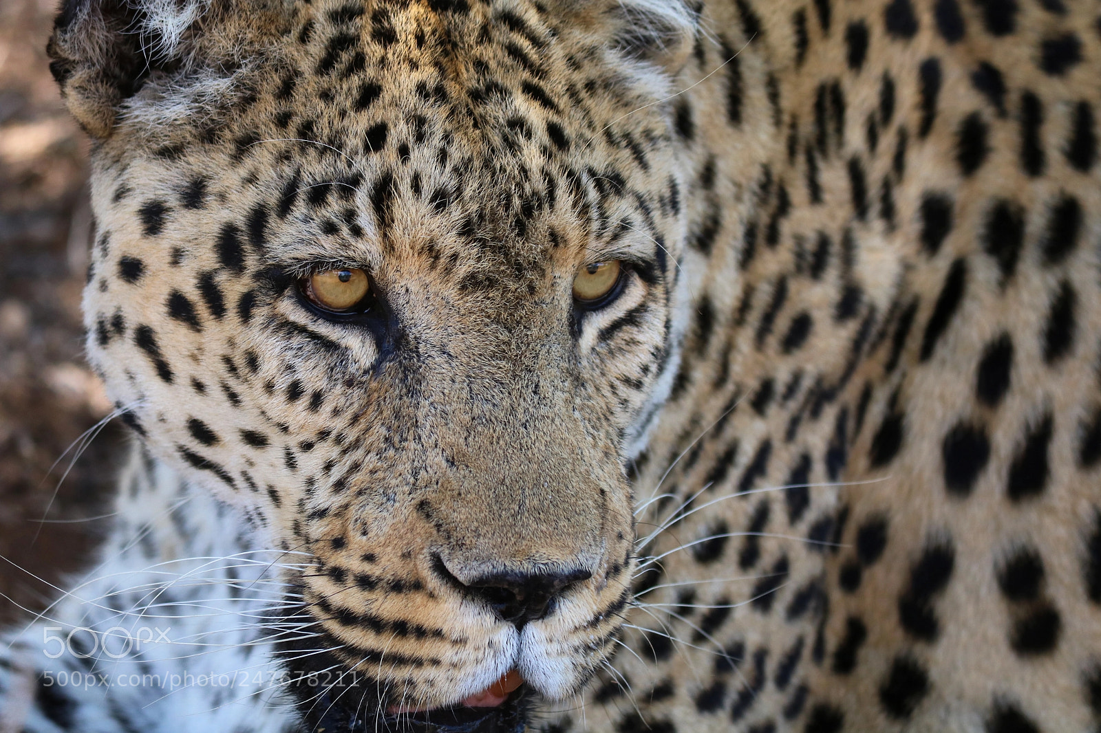 Canon EOS 750D (EOS Rebel T6i / EOS Kiss X8i) sample photo. Leopard photography