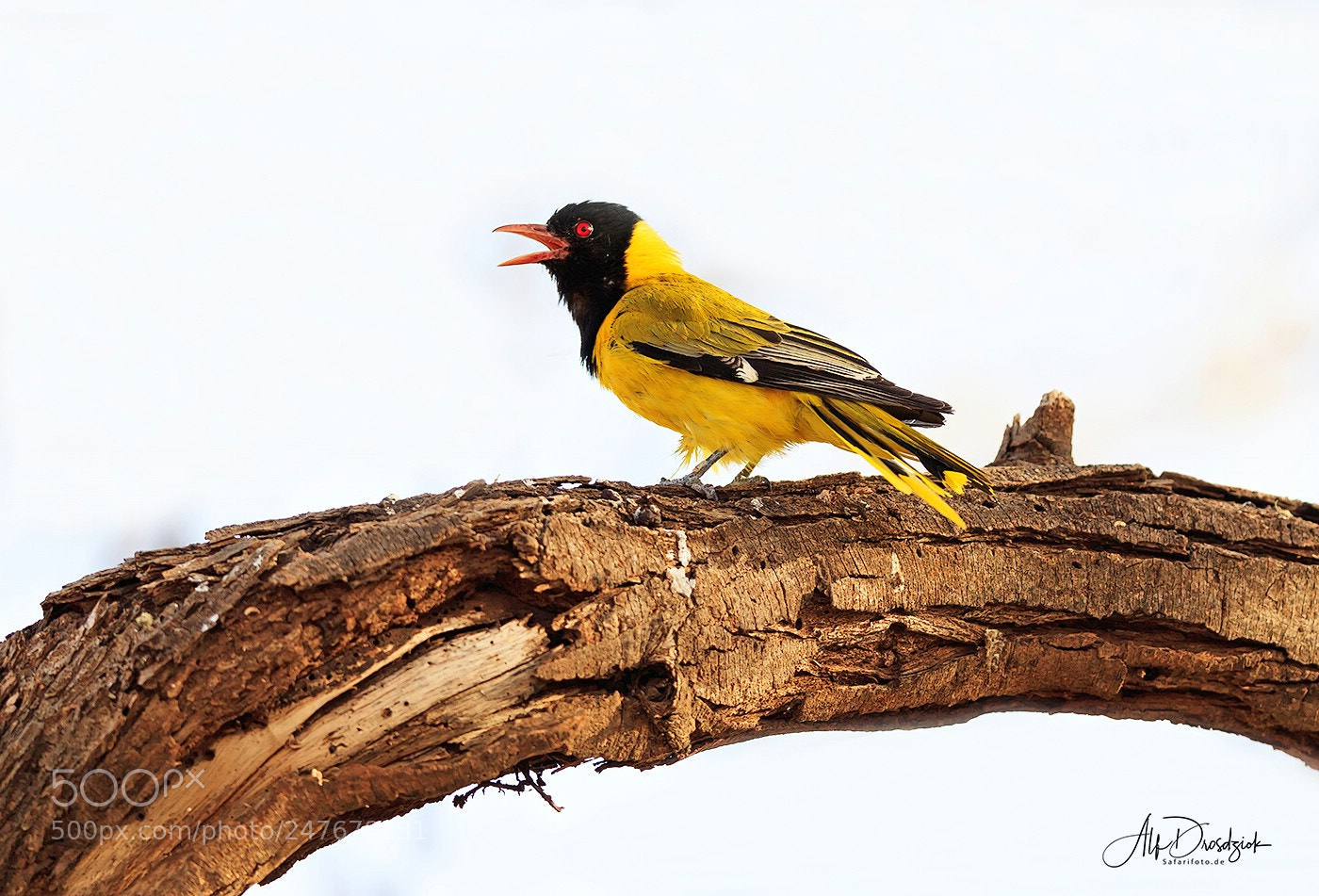 Canon EOS 5DS R sample photo. African black-headed oriole photography