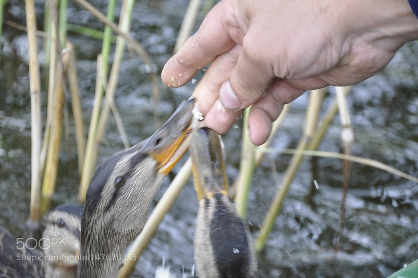 Nikon D90 sample photo. Untitled photography