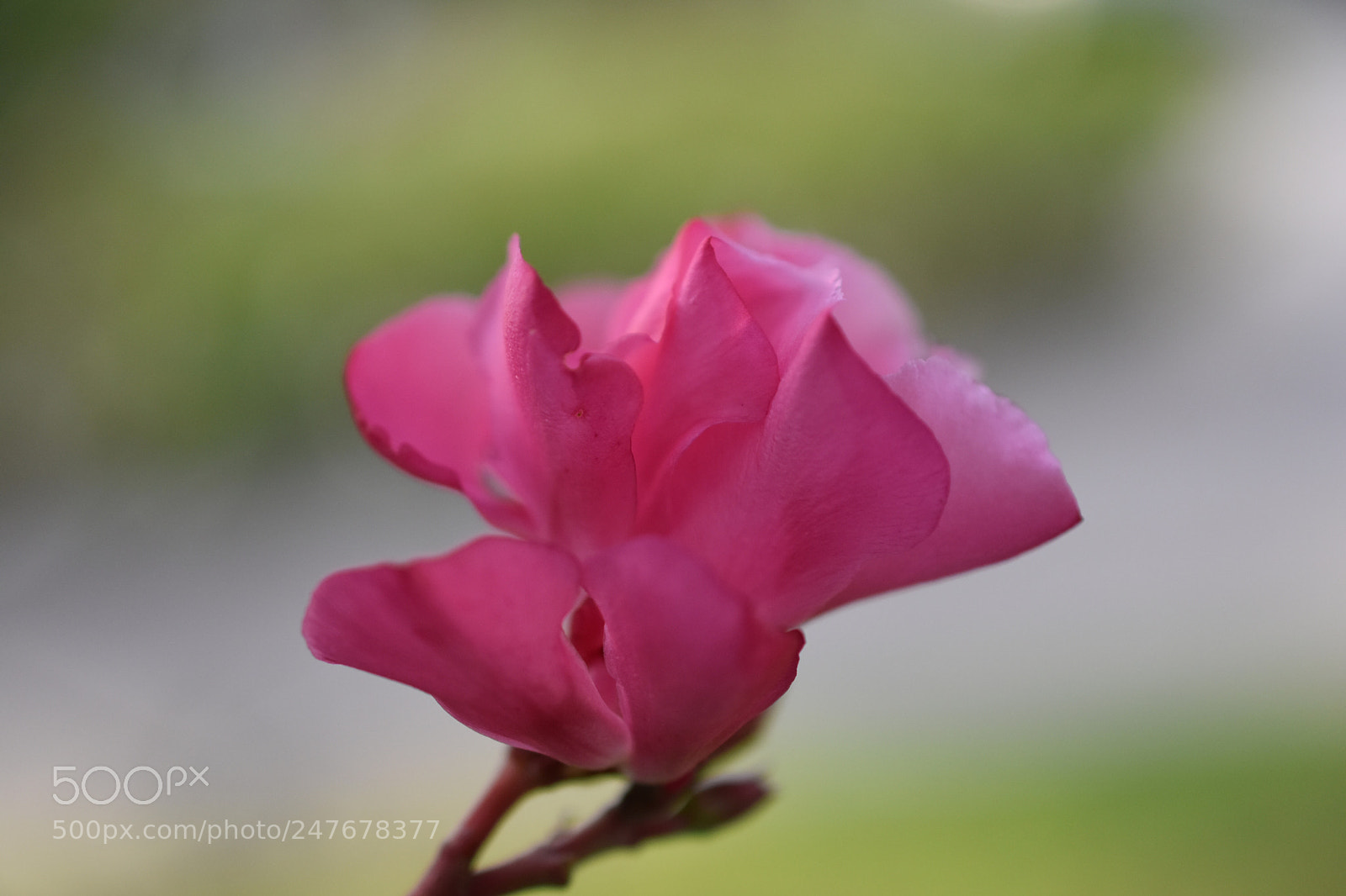 Nikon D3400 sample photo. Dancing queen photography