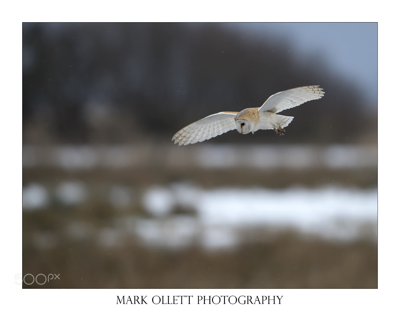 Nikon D5 sample photo. Barn owl hunting photography