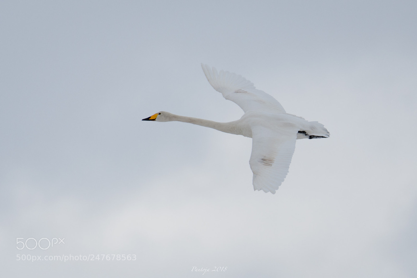 Nikon D500 sample photo. White wings photography